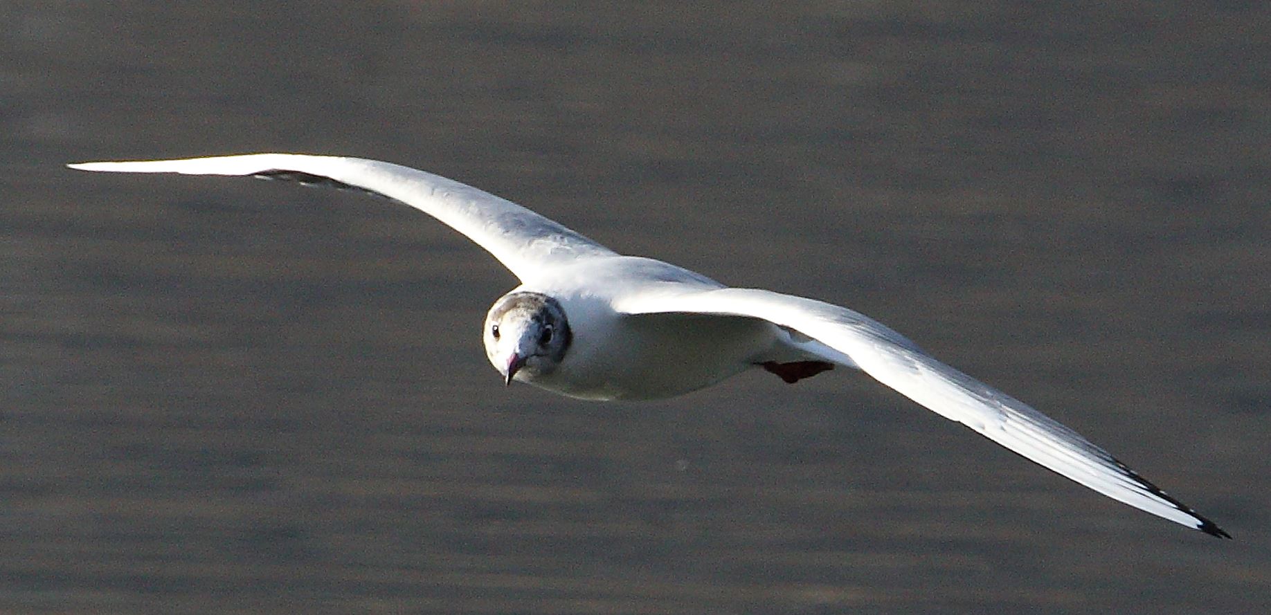 terrestrial gull 13-02-2022