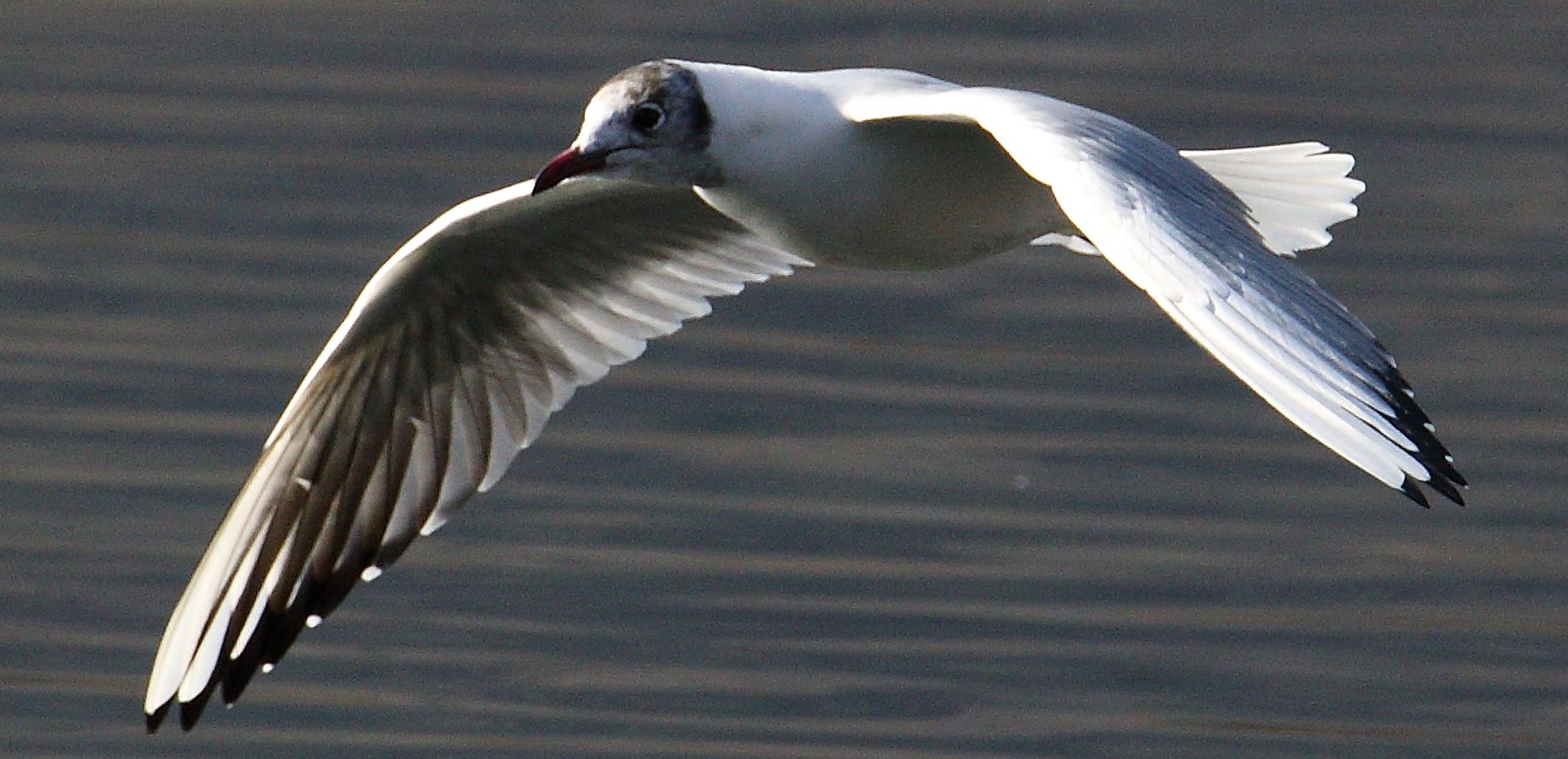 terrestrial gull 13-02-2022