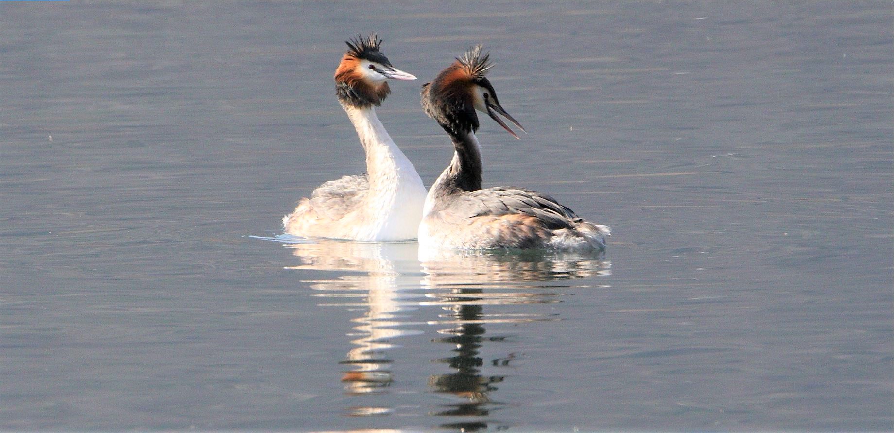 great grebe 13-02-2022