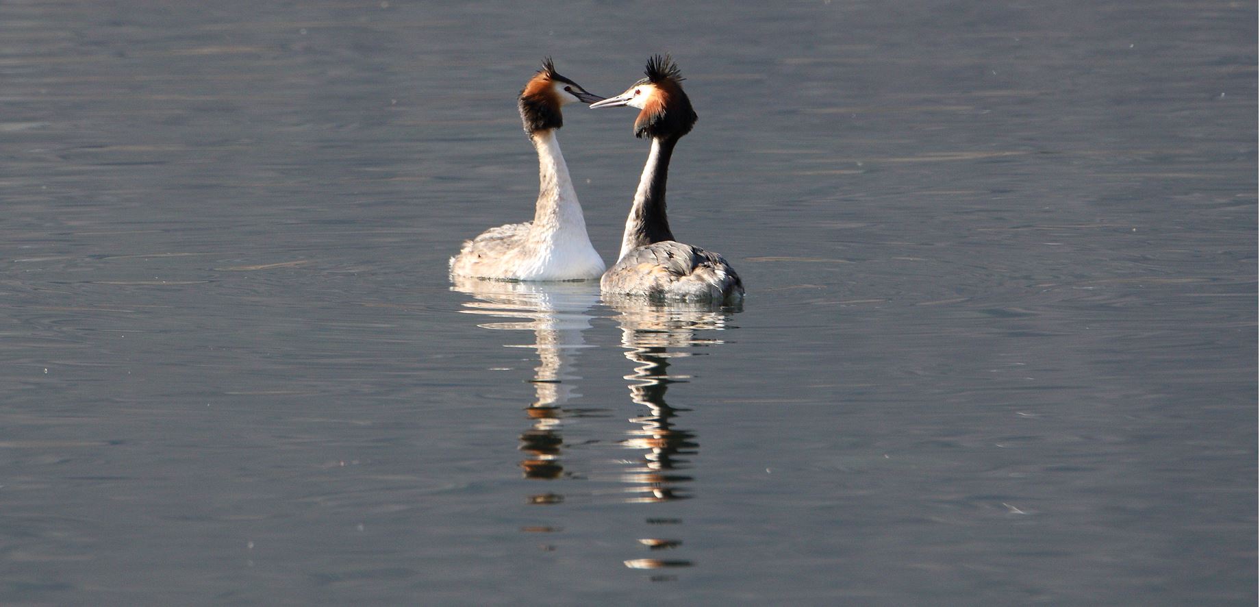 great grebe 13-02-2022