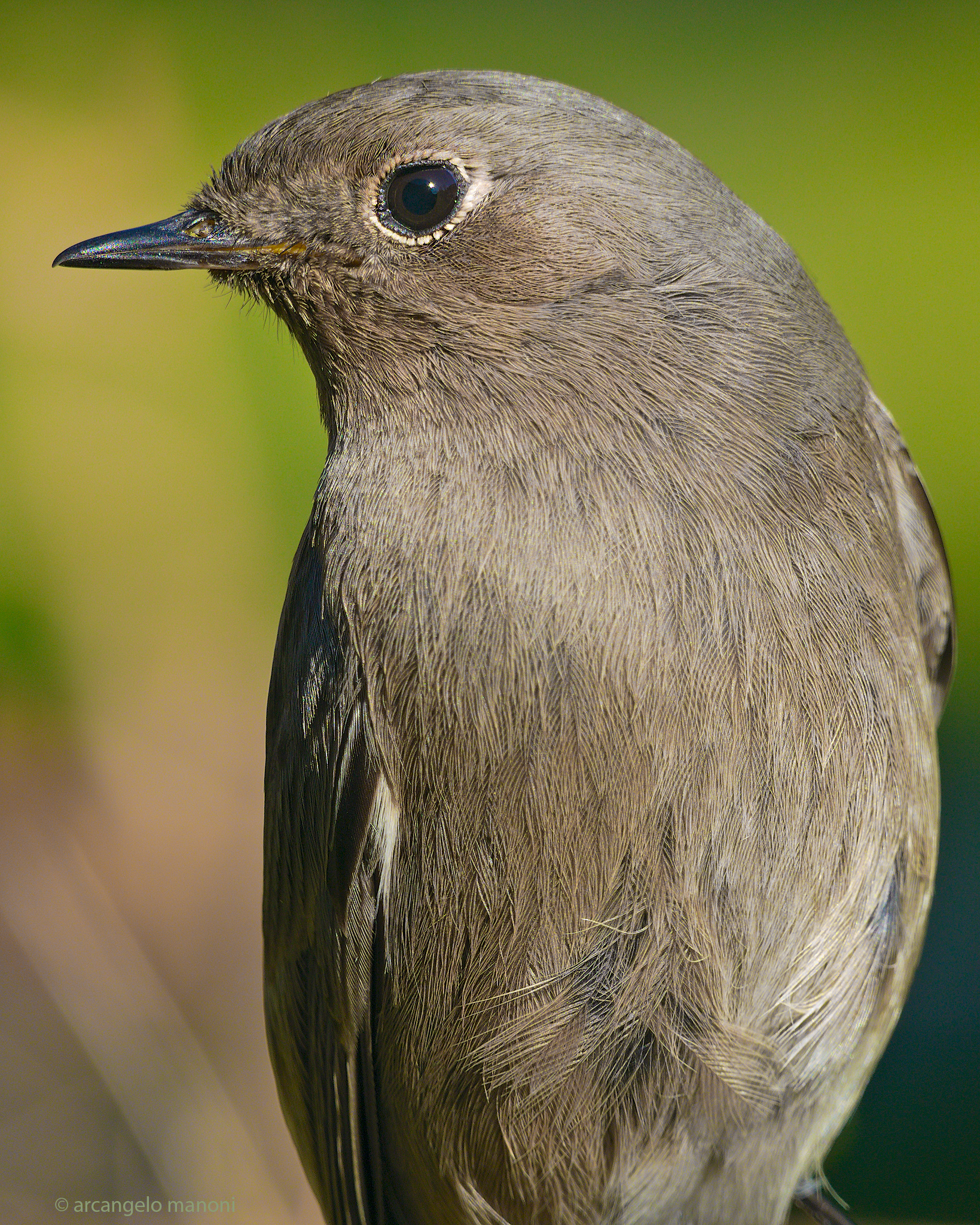 American plan at the redstart