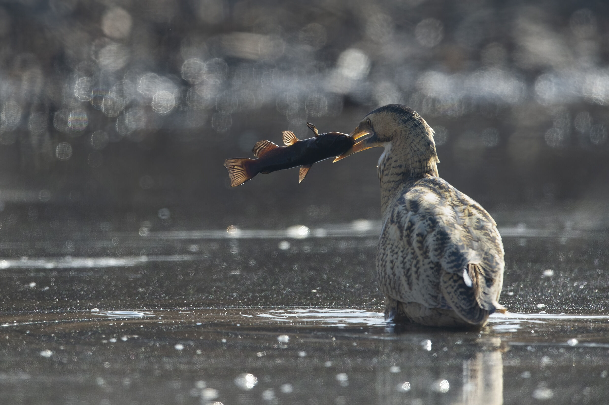 Tarabuso (Botaurus stellaris)
