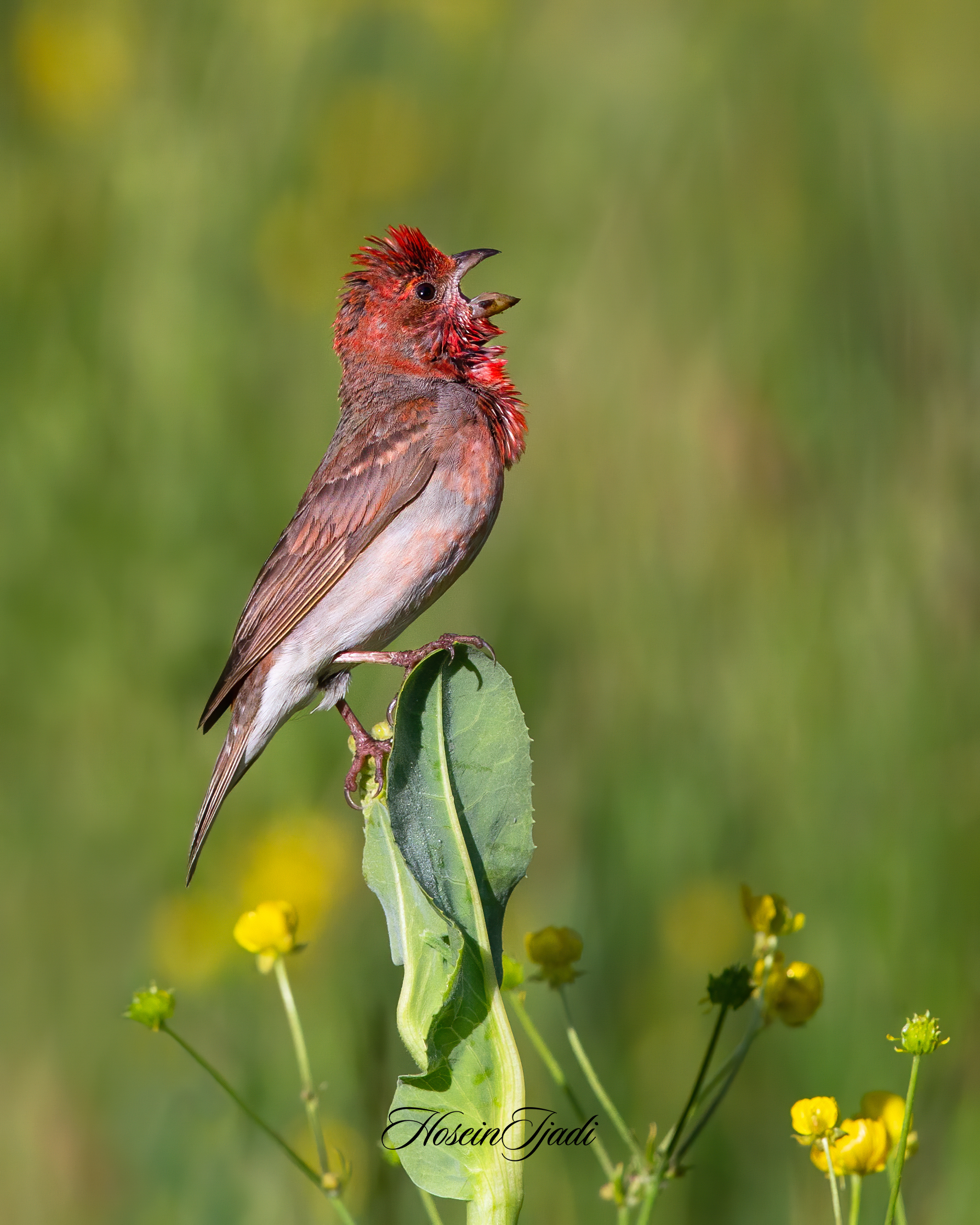 Common Rosfinch