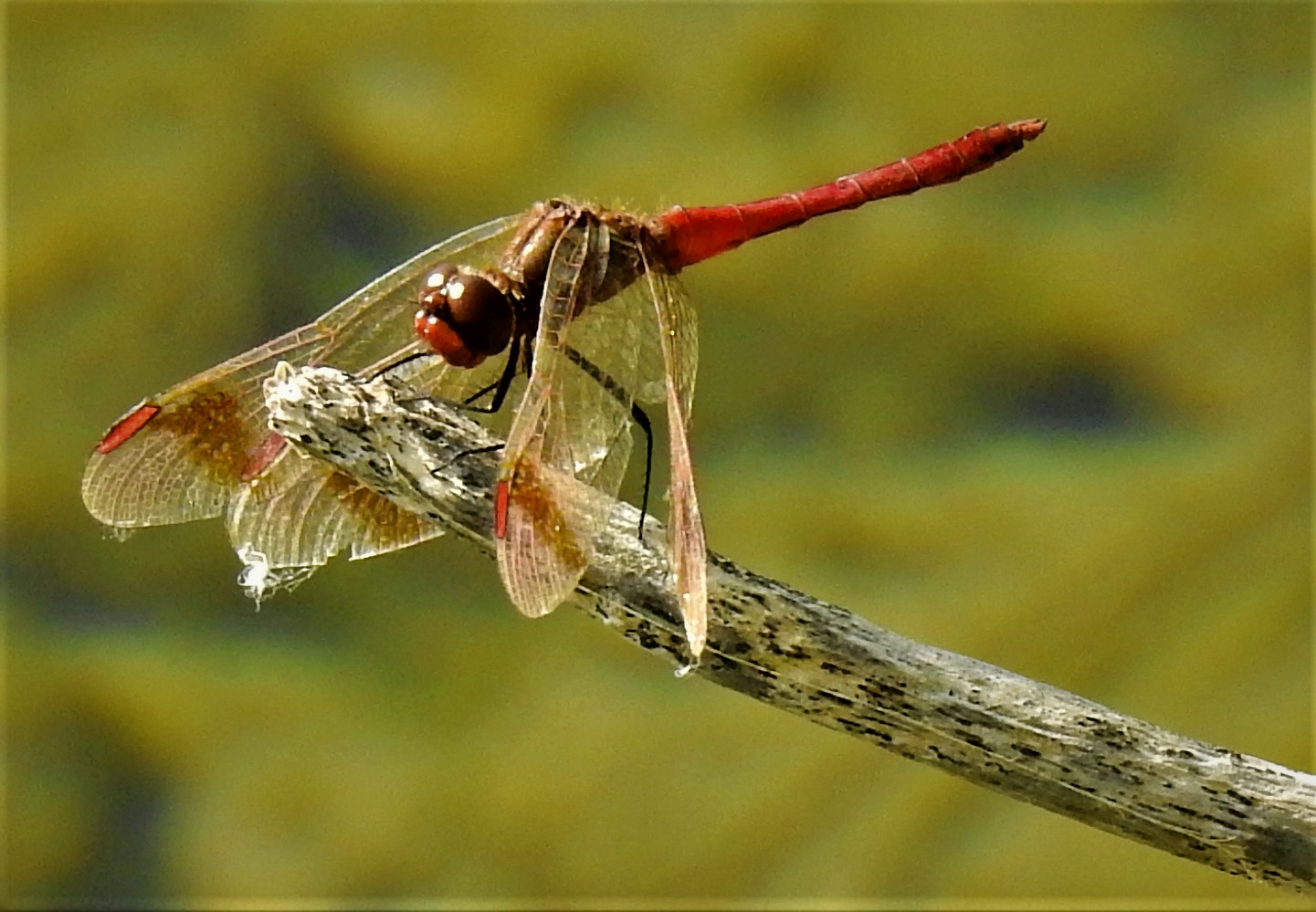 Dragonfly