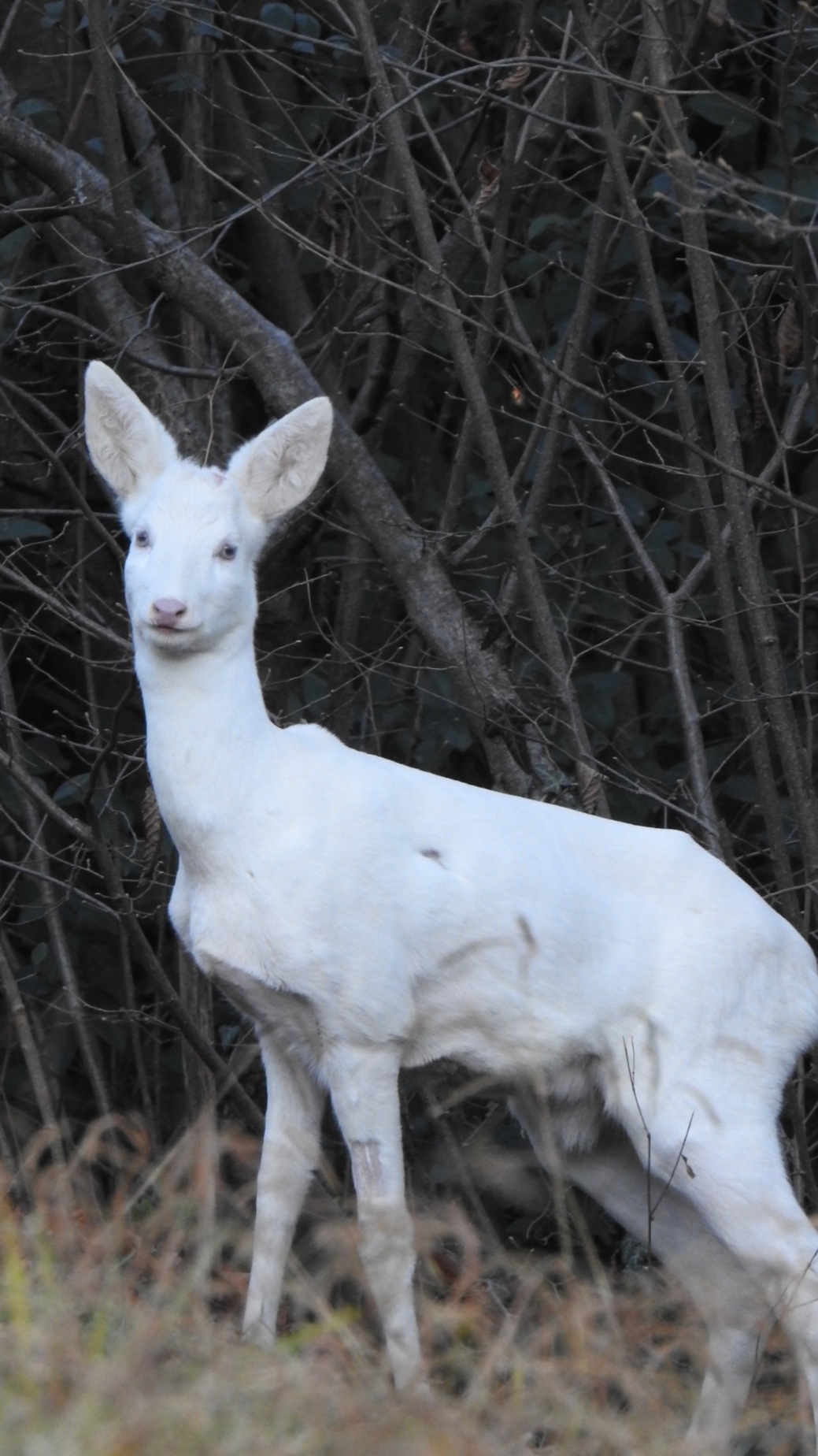 Albino roe deer