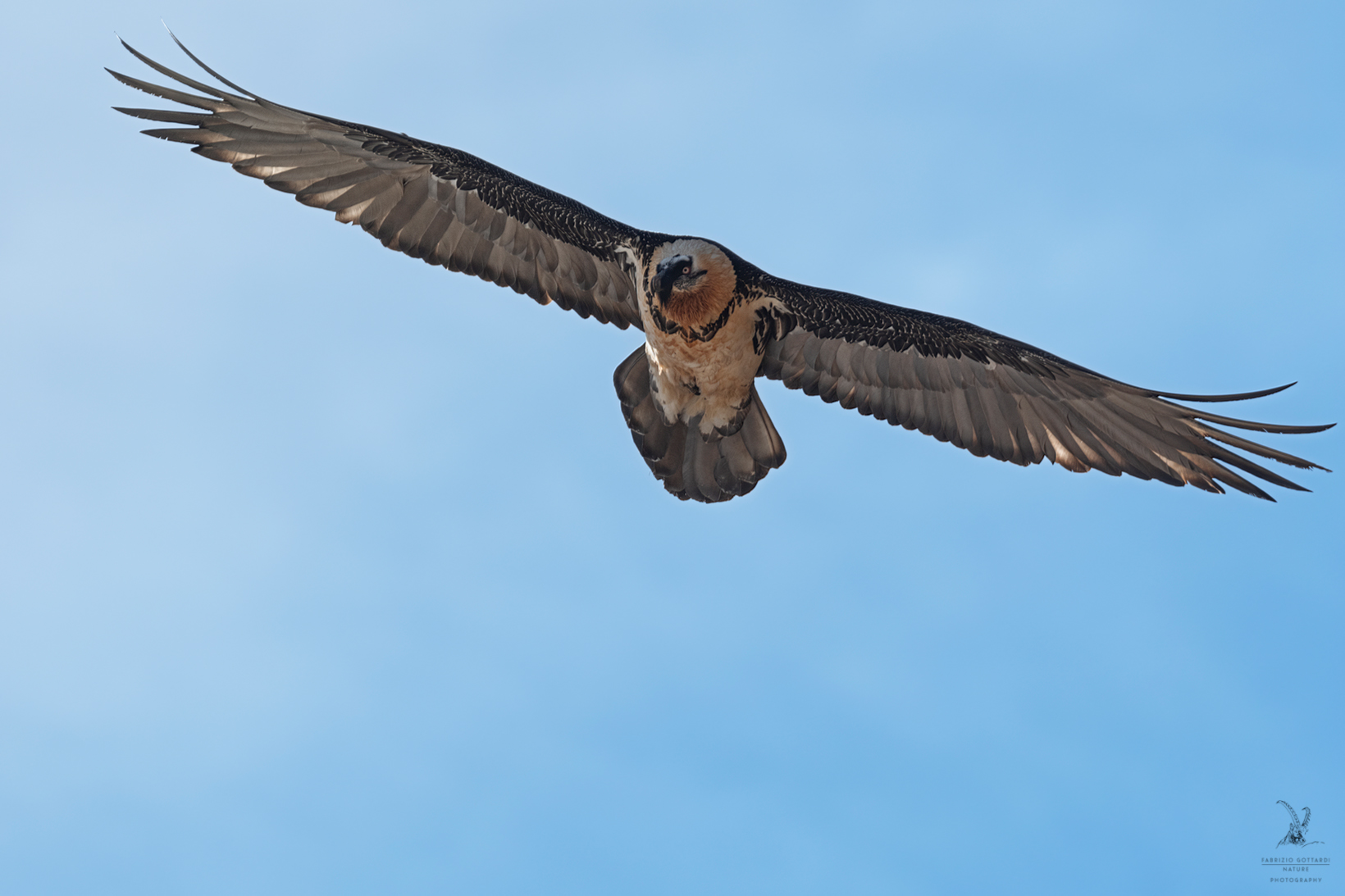 Adult Bearded Vulture