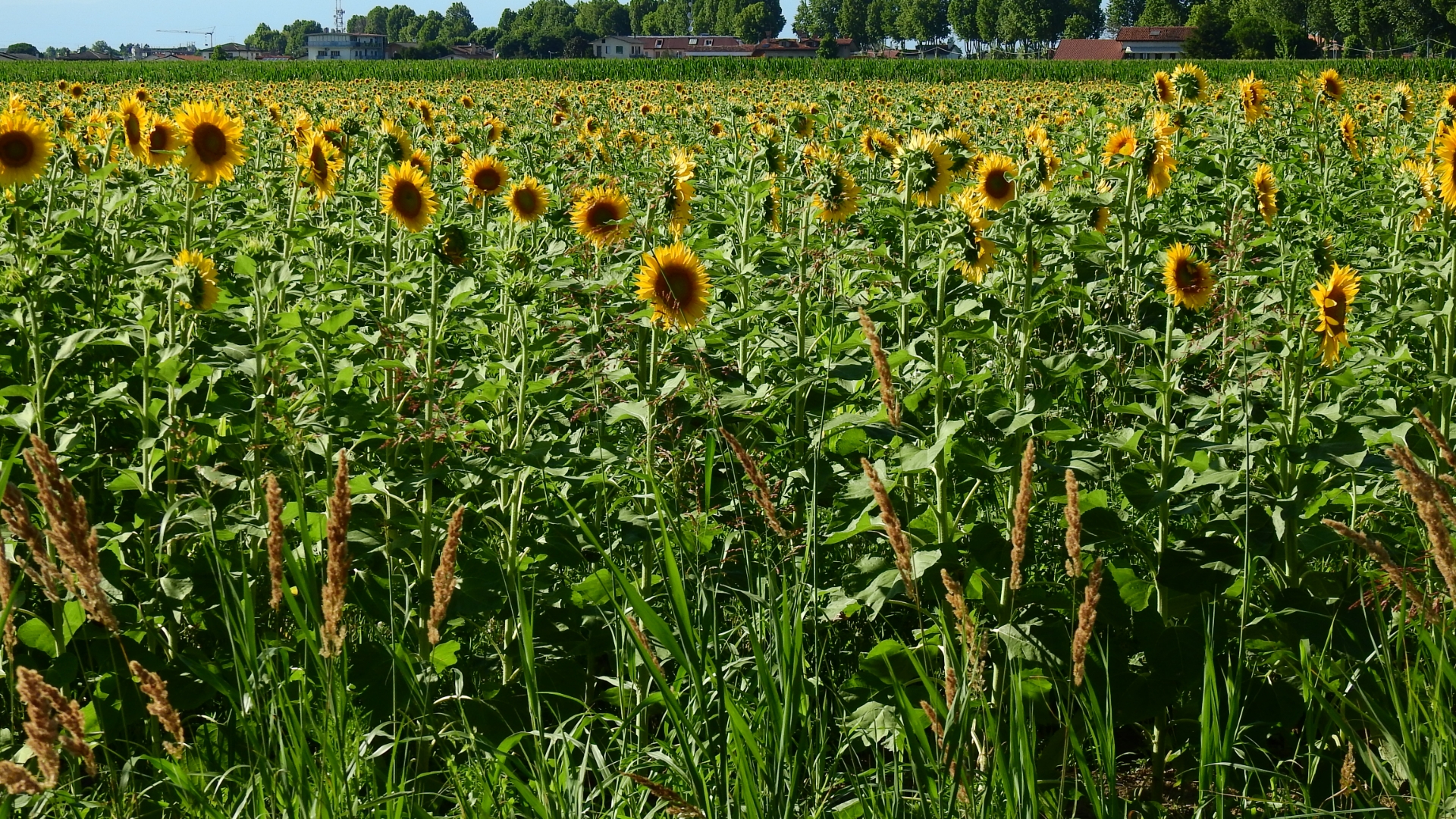 Sunflowers