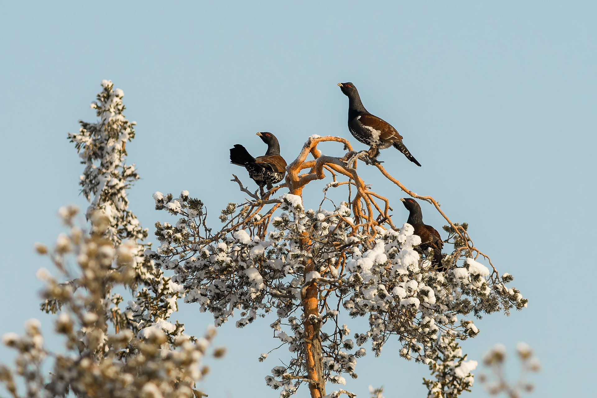 Tre eroi! Gallo cedrone.