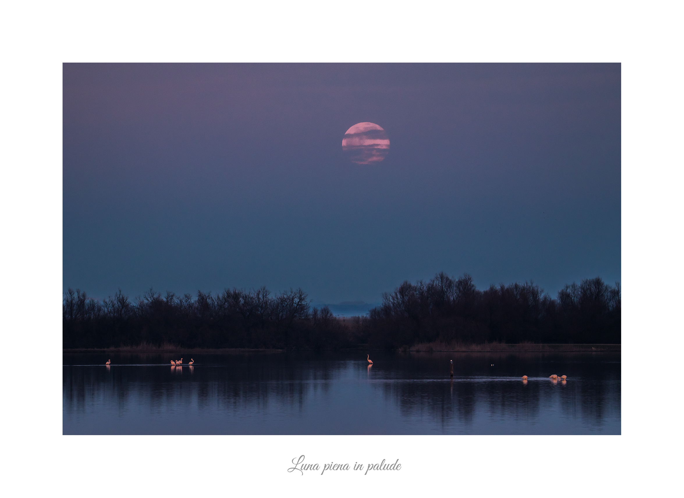 Luna piena in palude