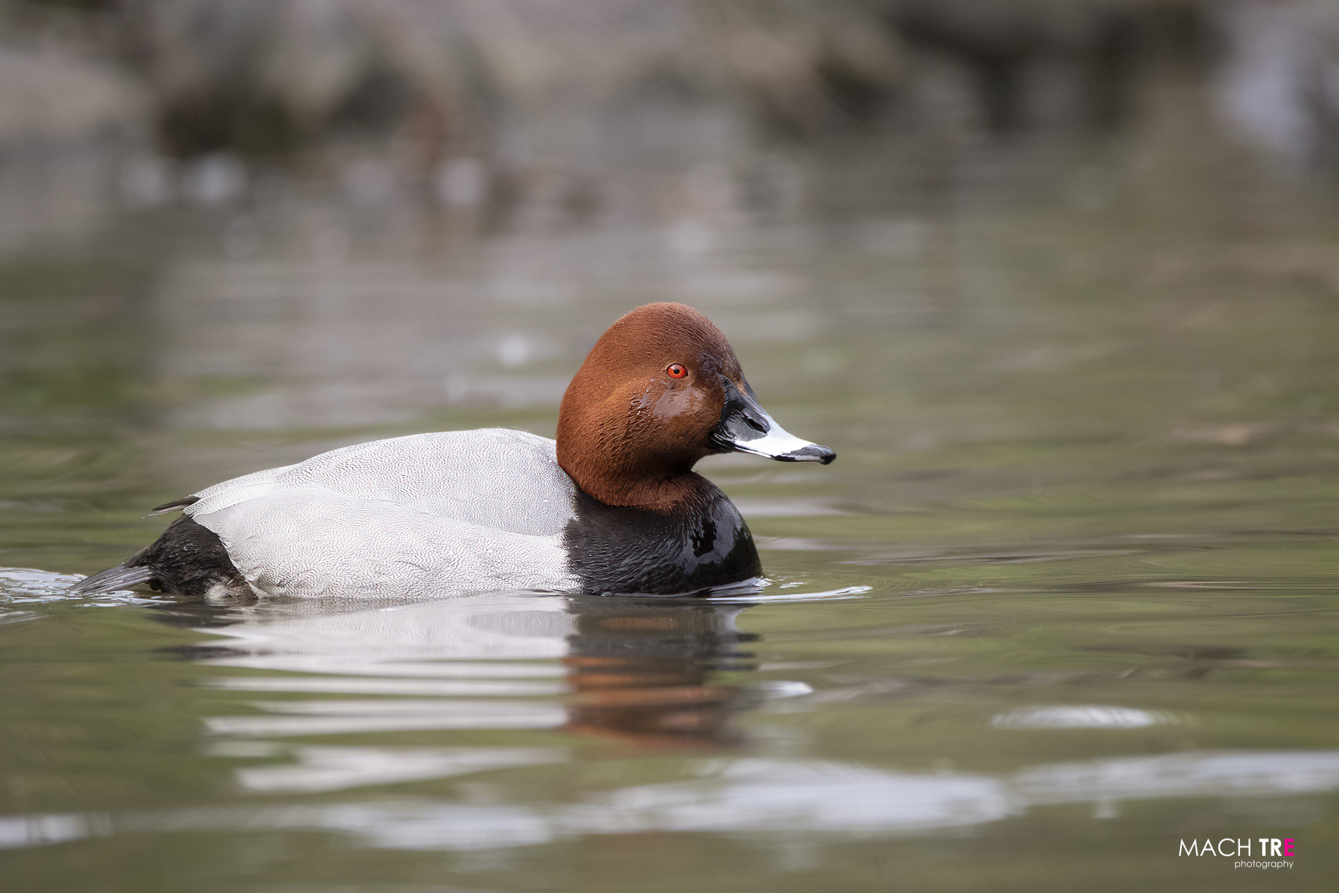 Common pochard