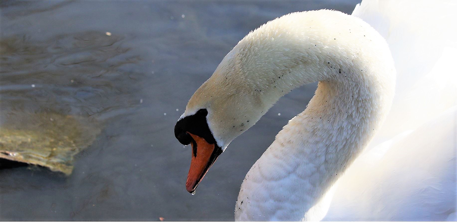 swan 13-02-2022