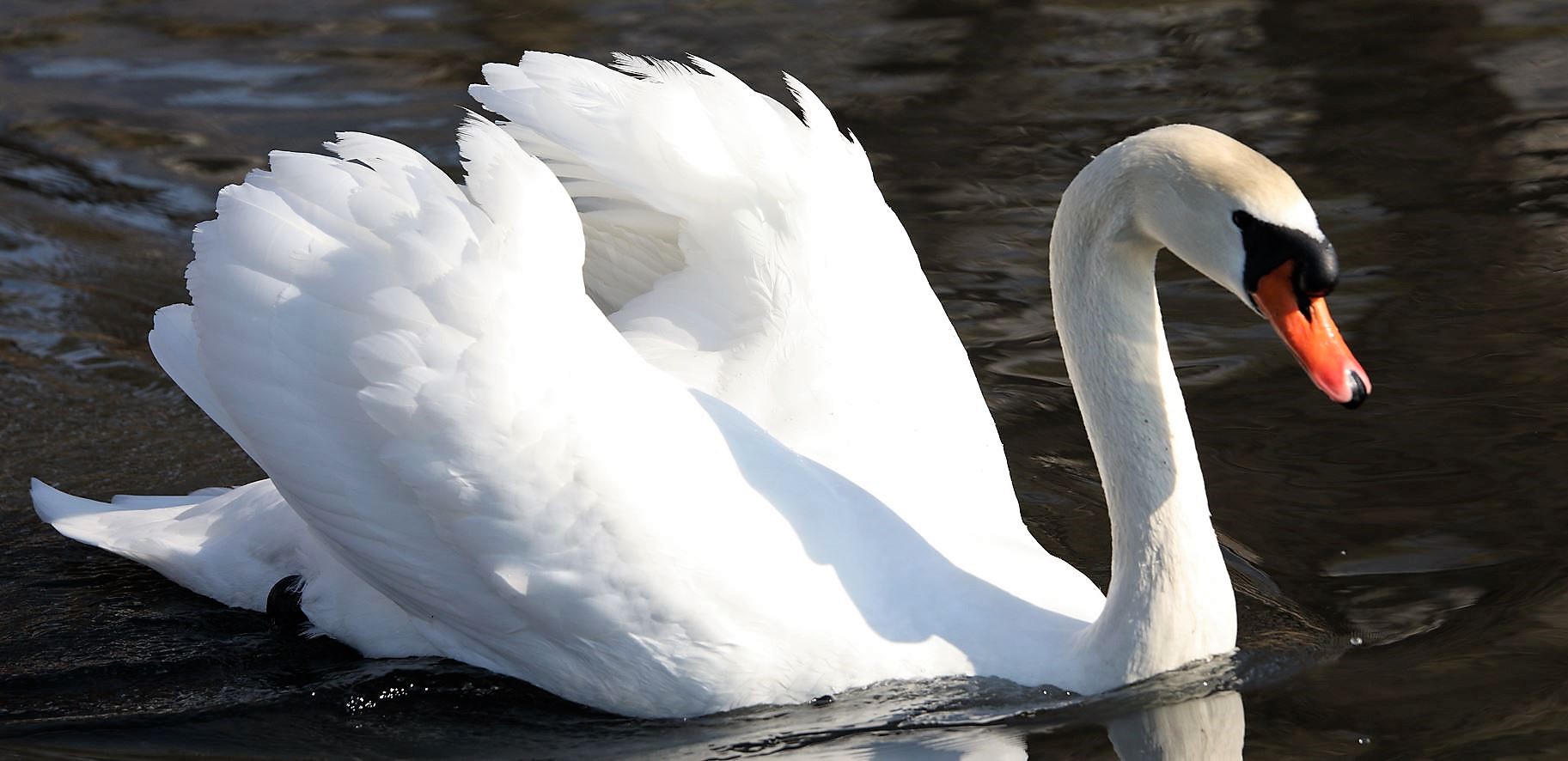 swan 13-02-2022