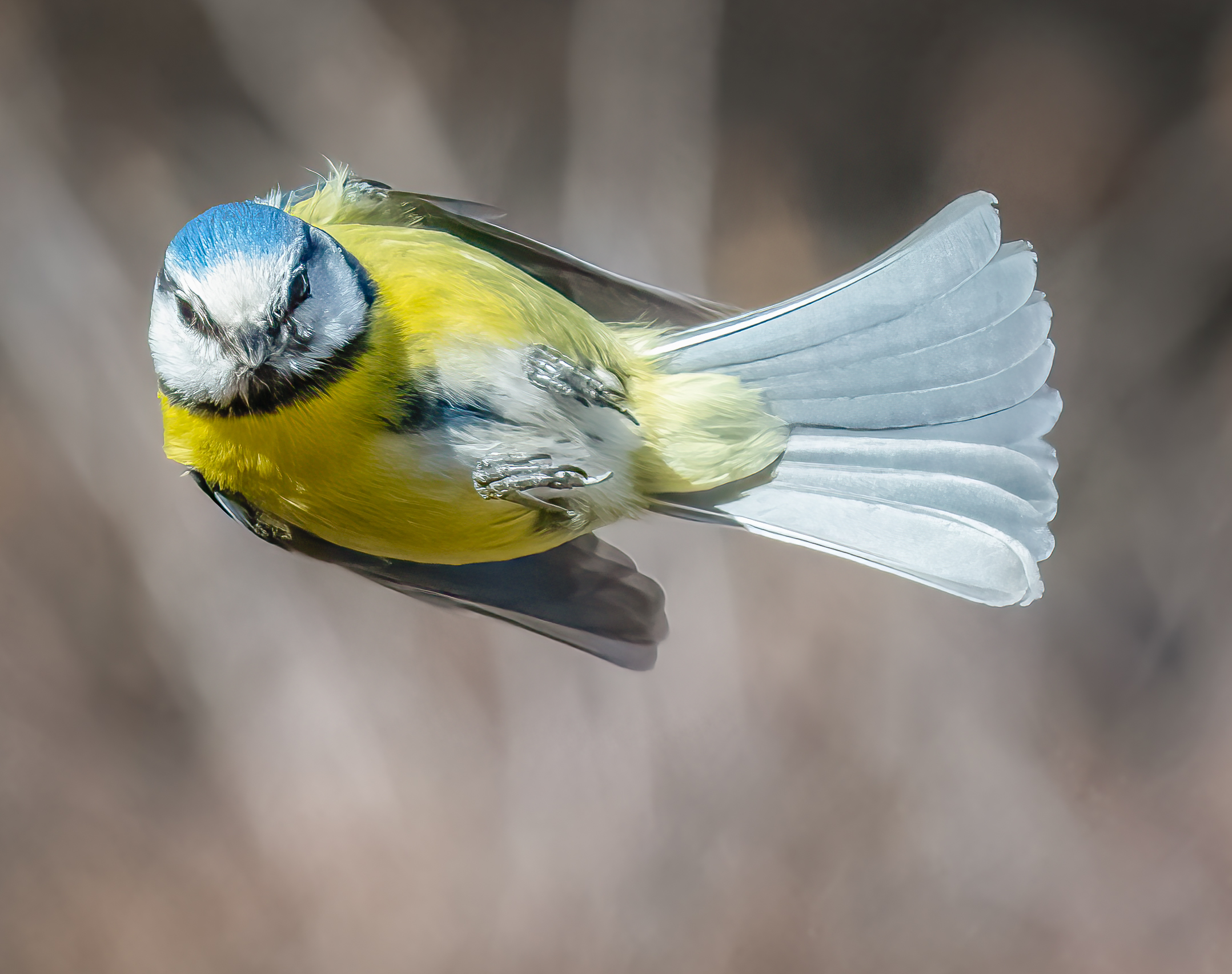 Cinciarella in volo