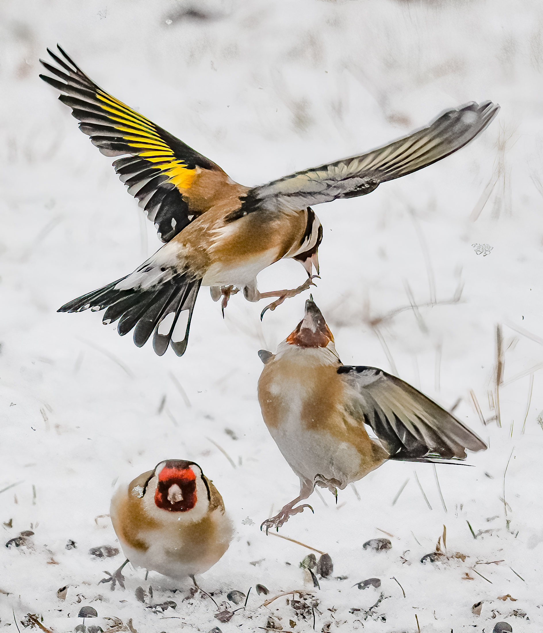 Litigio in volo
