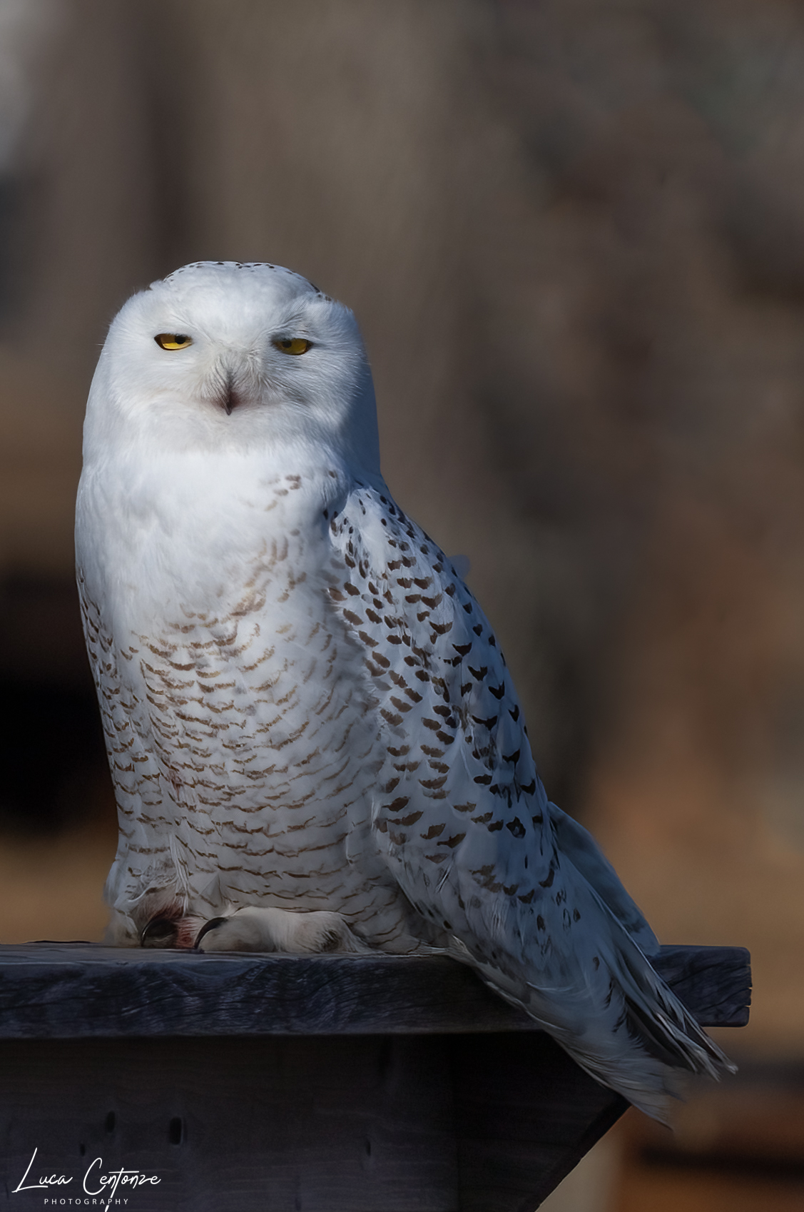 Snowy Owl (Bubo scandiacus)