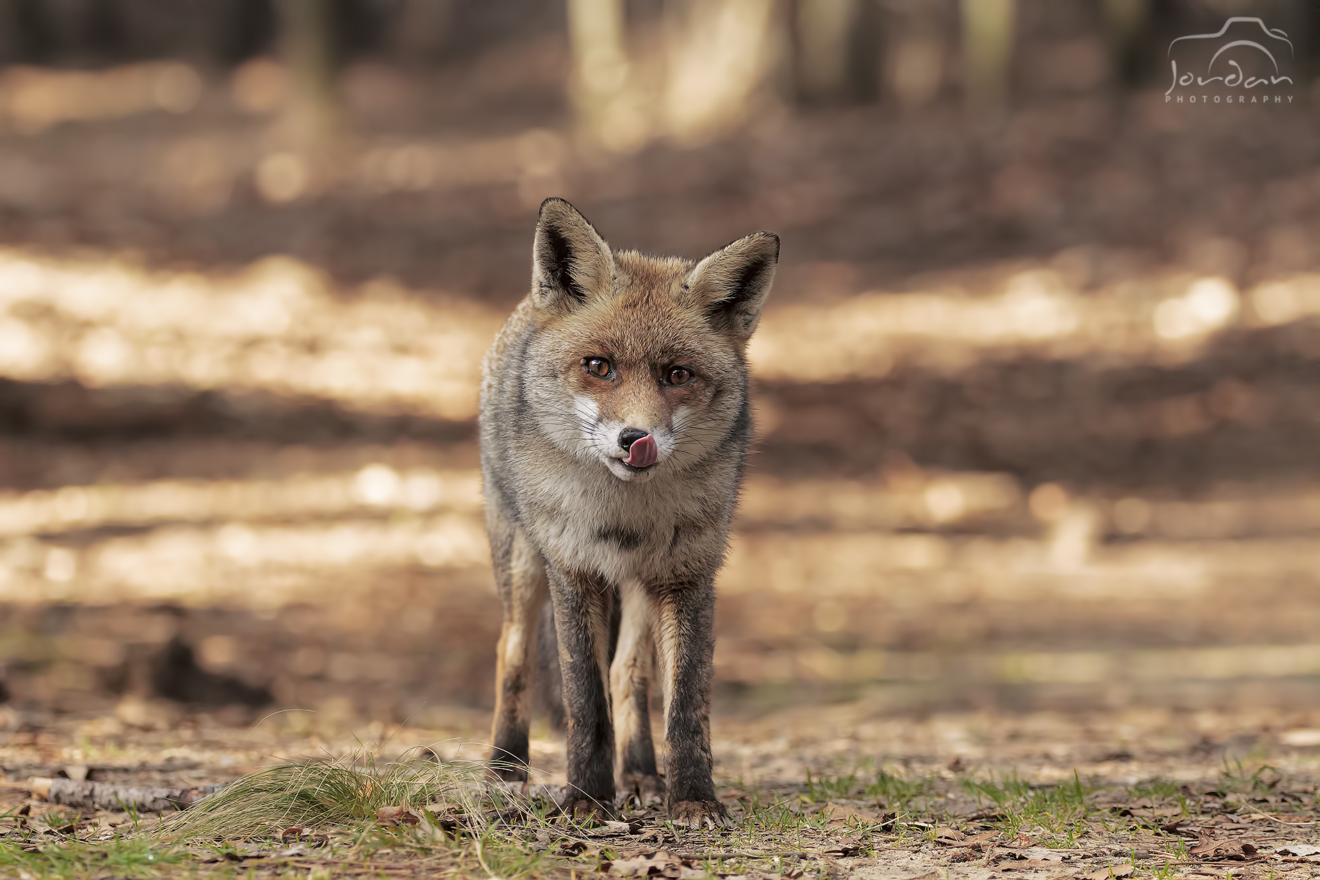 Fox 2