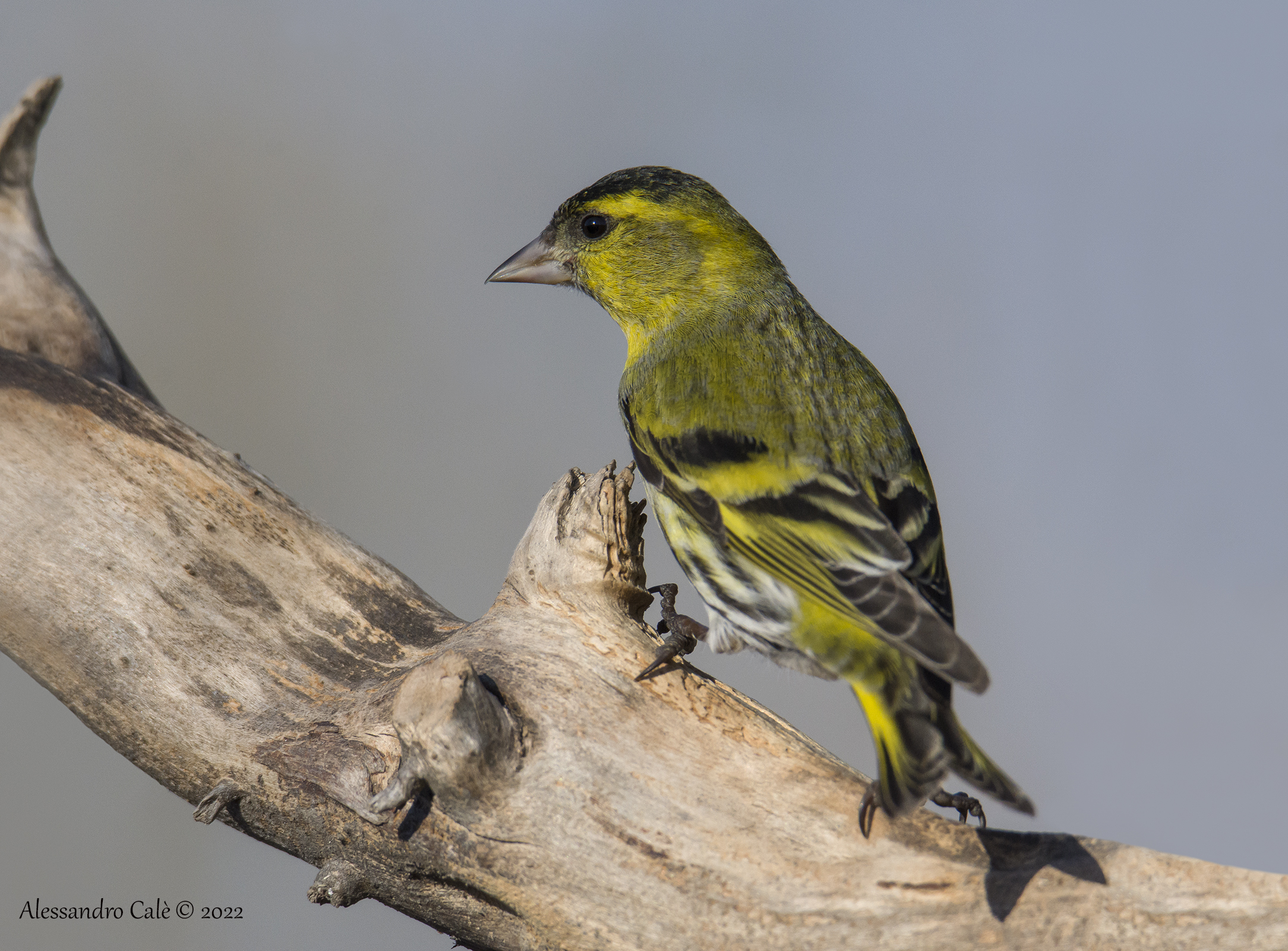 Carduelis spinus (Lucherino) 8763