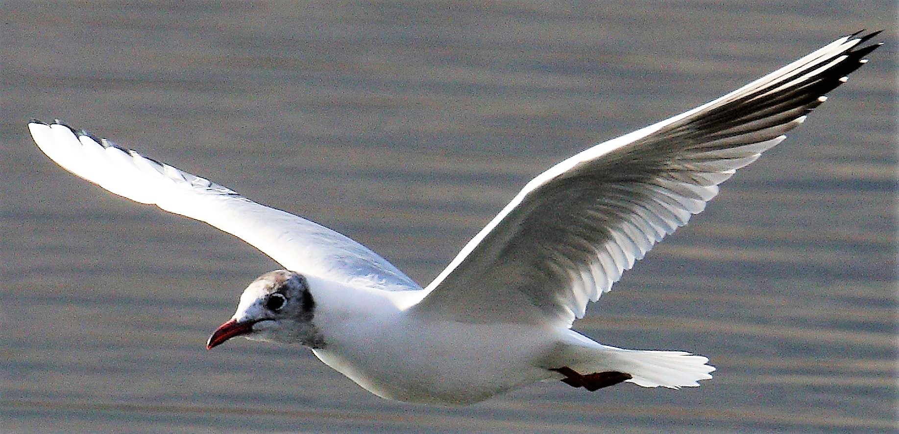 terrestrial gull 13-02-2022