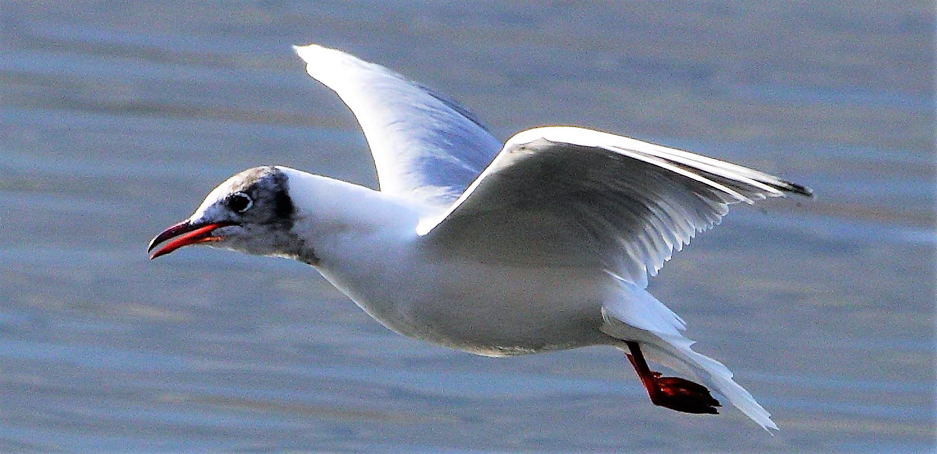 terrestrial gull 13-02-2022