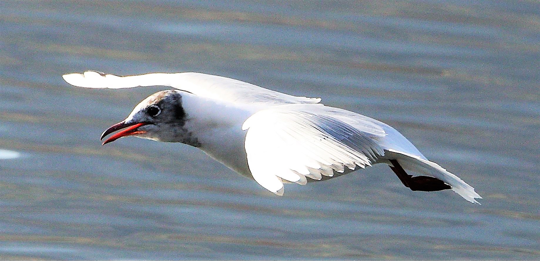 terrestrial gull 13-02-2022