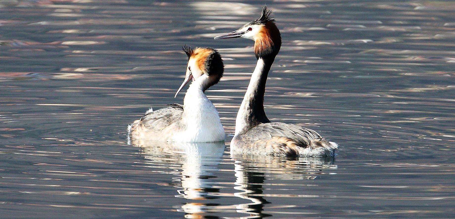 great grebes 13-02-2022