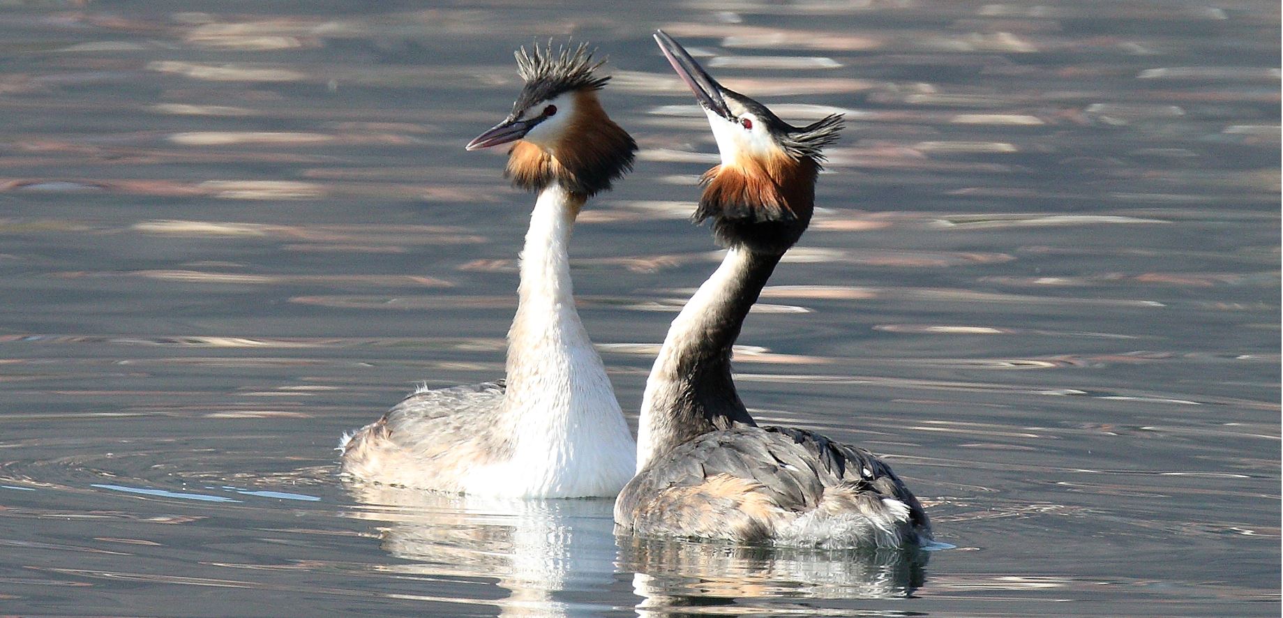 great grebes 13-02-2022