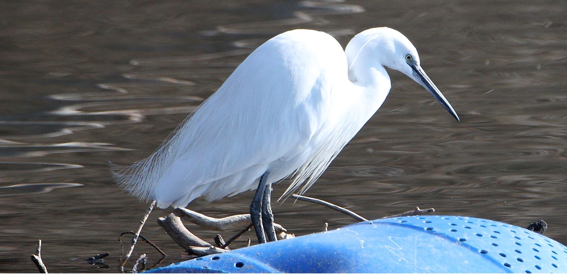 egret 13-02-2022