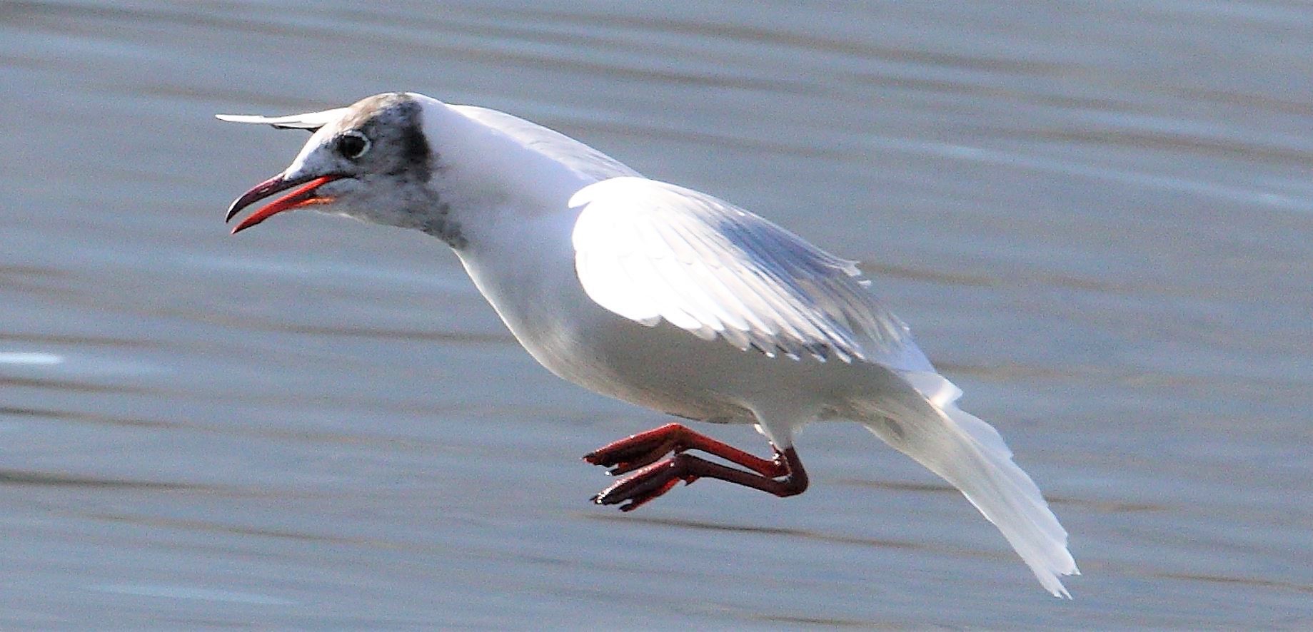 terrestrial gull 13-02-2022