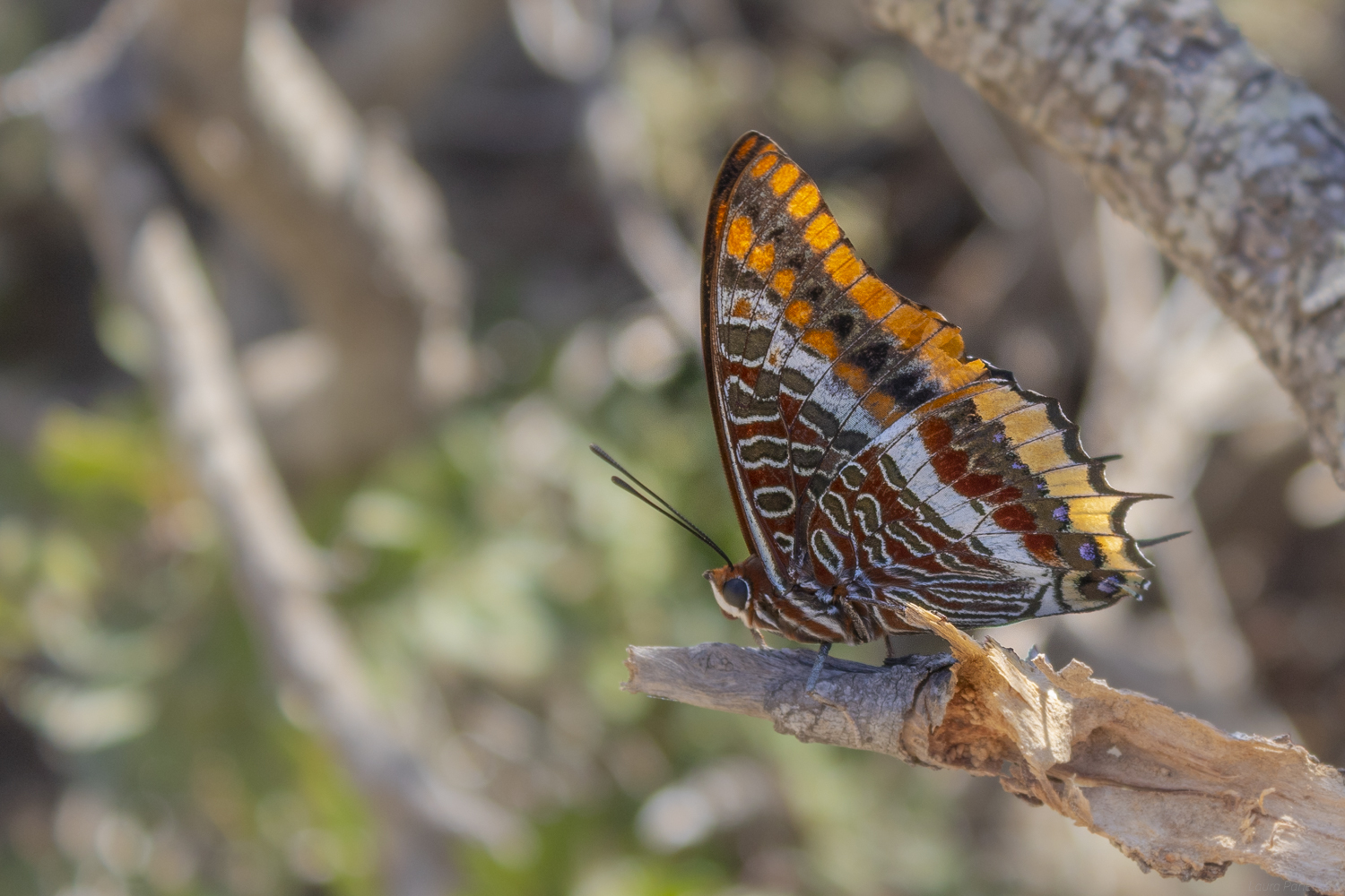 Strawberry tree nymph
