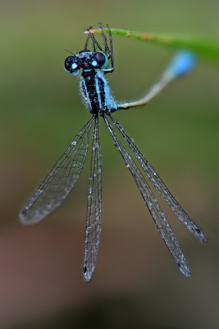 Damsel