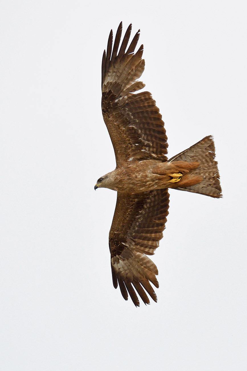 Black kite