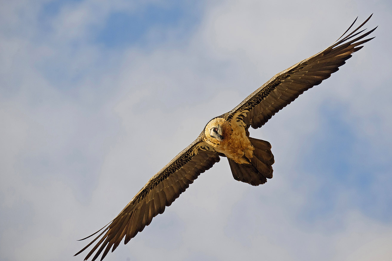 Adult bearded vulture