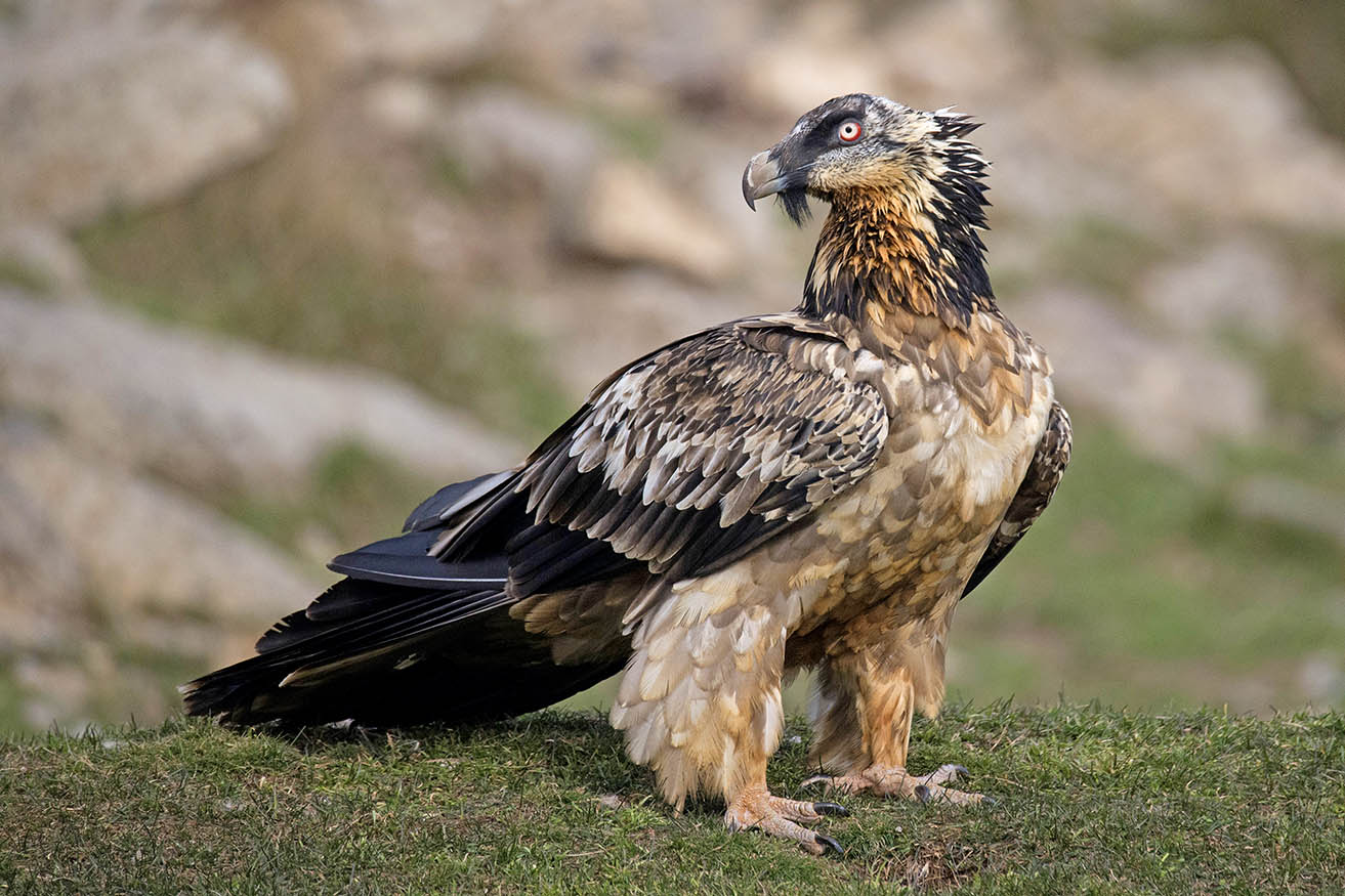 Immature bearded vulture