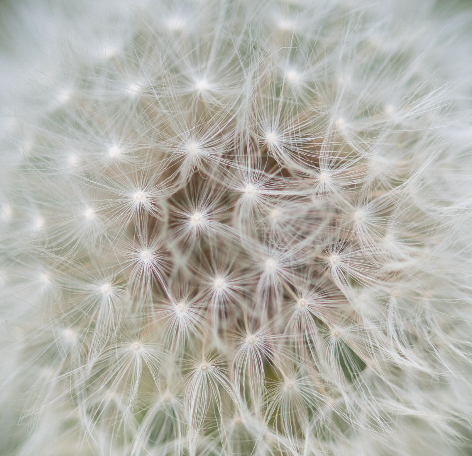 Dandelion