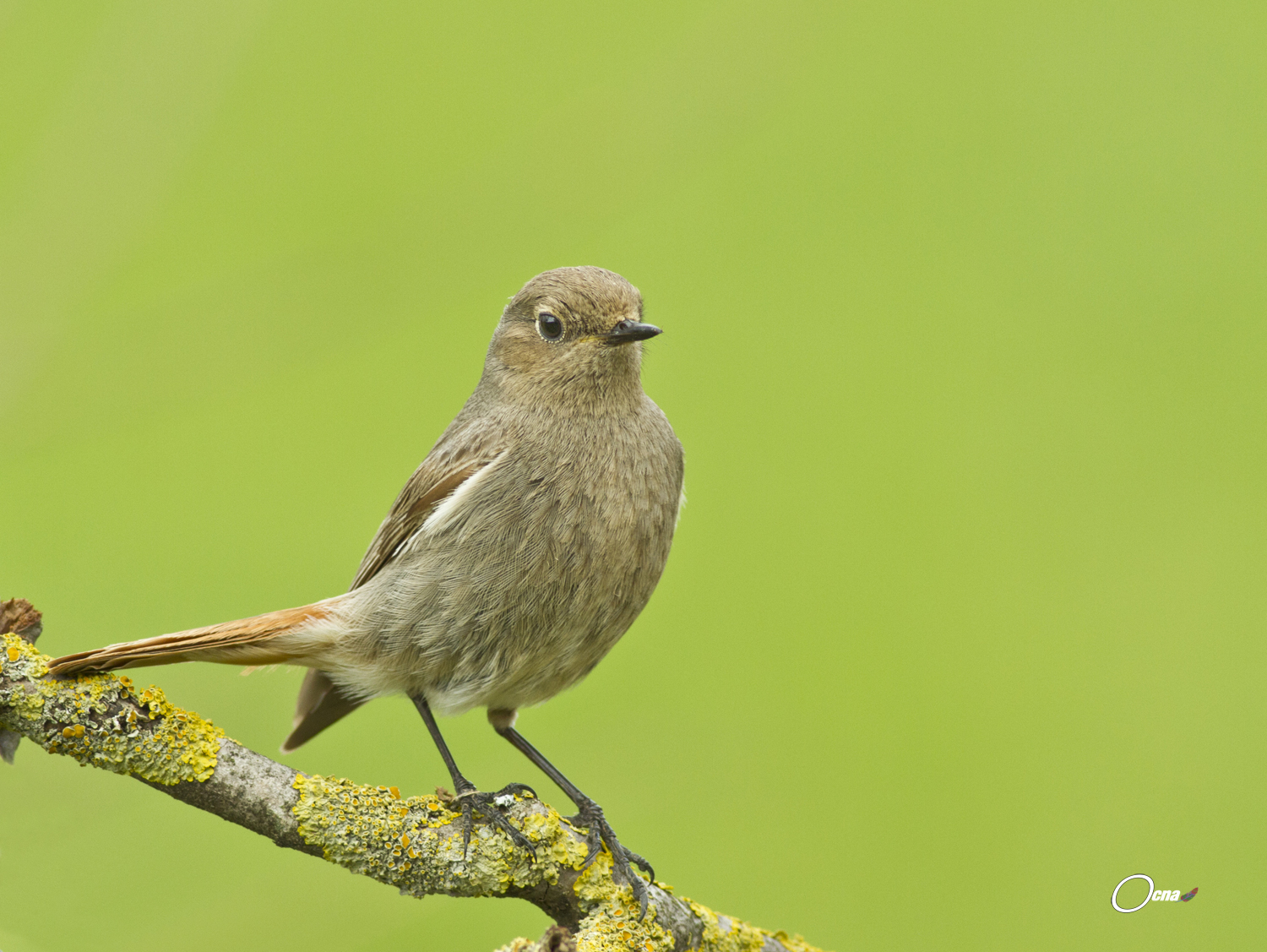 codirosso spazzacamino femmina