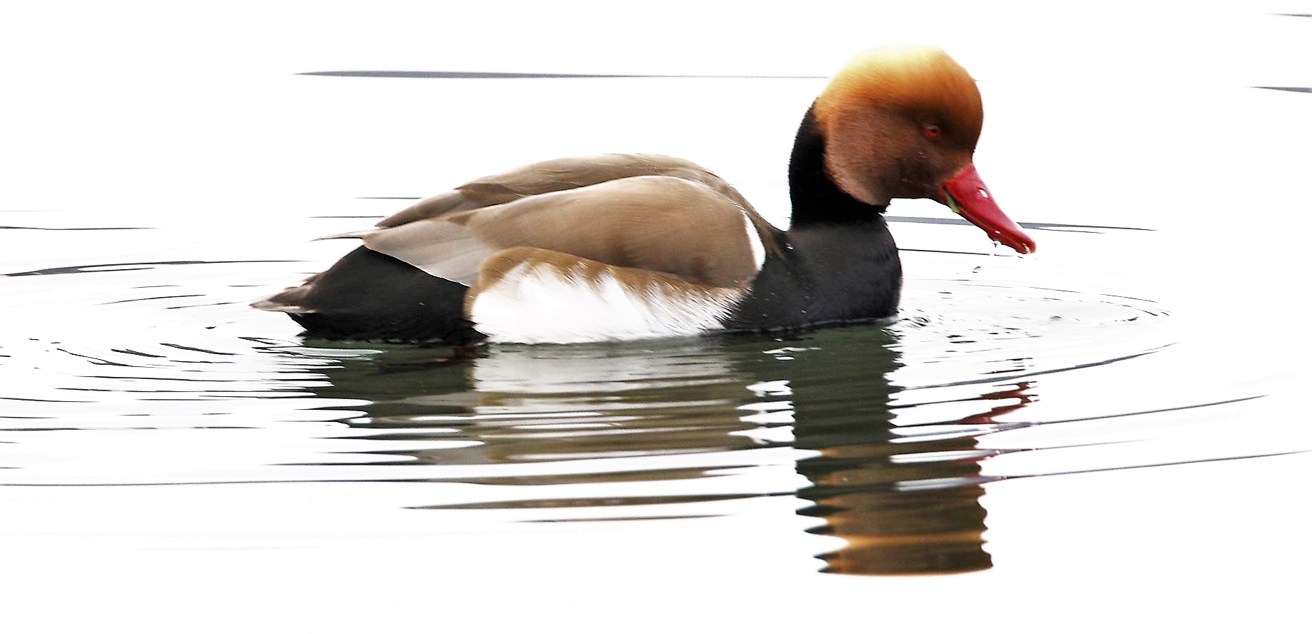 net rufina 16-02-2022