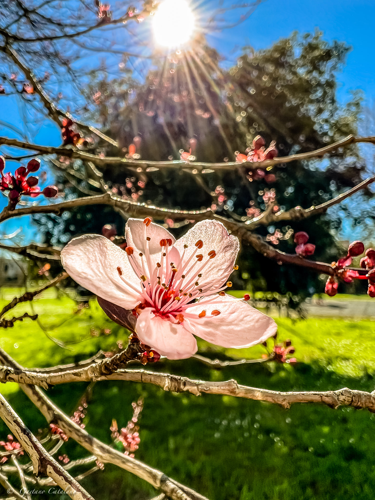 First cherry blossom