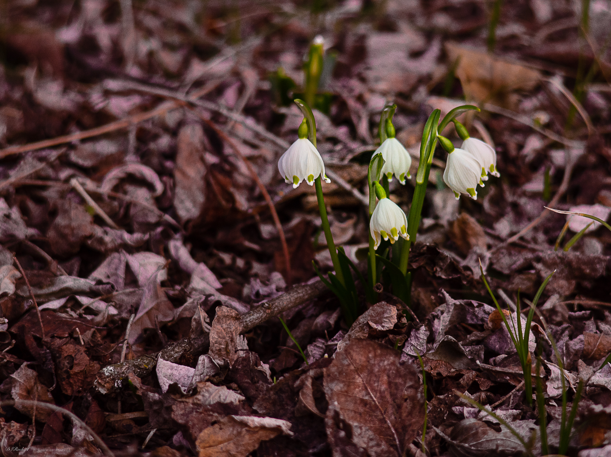 segnali di rinascita