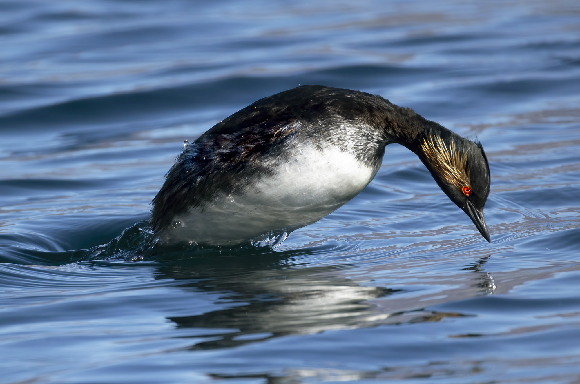 come un delfino, svasso piccolo in livrea