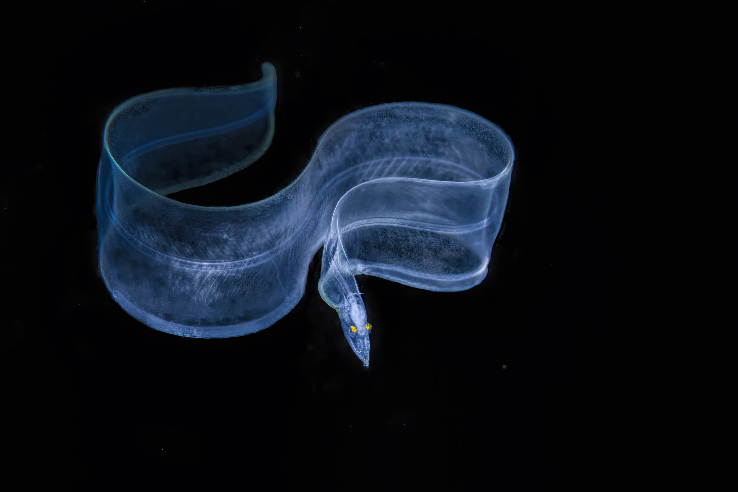 sinuosa murena in fase post larvale