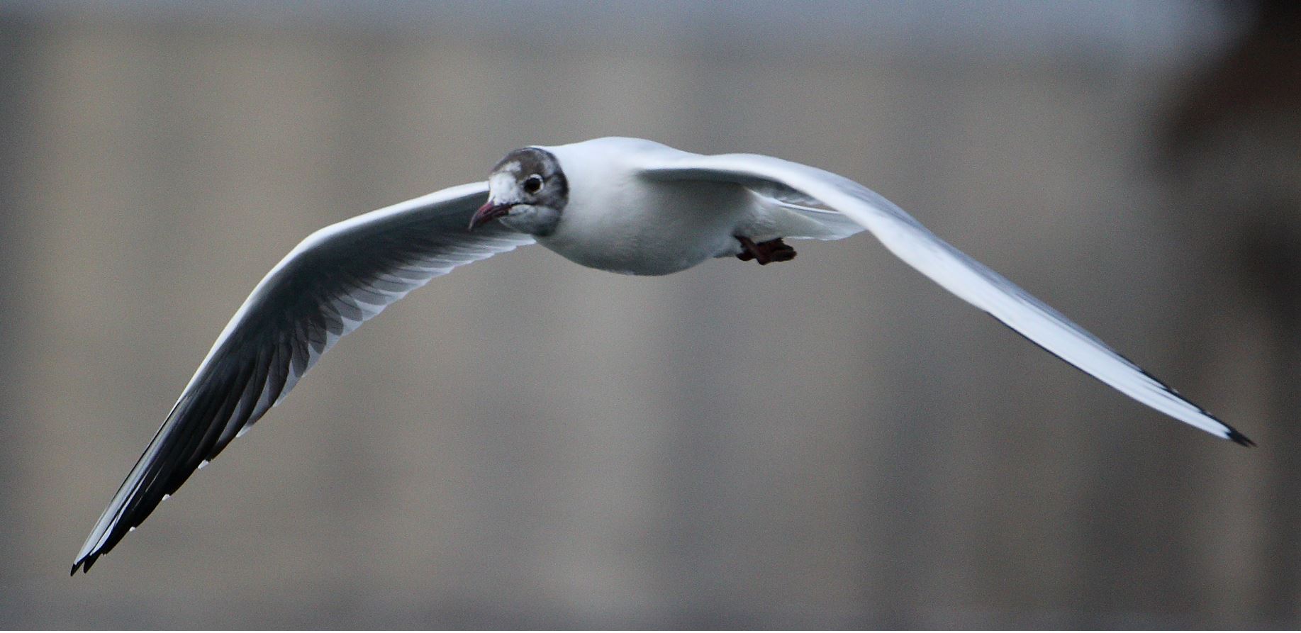 terrestrial gull 16-02-2022