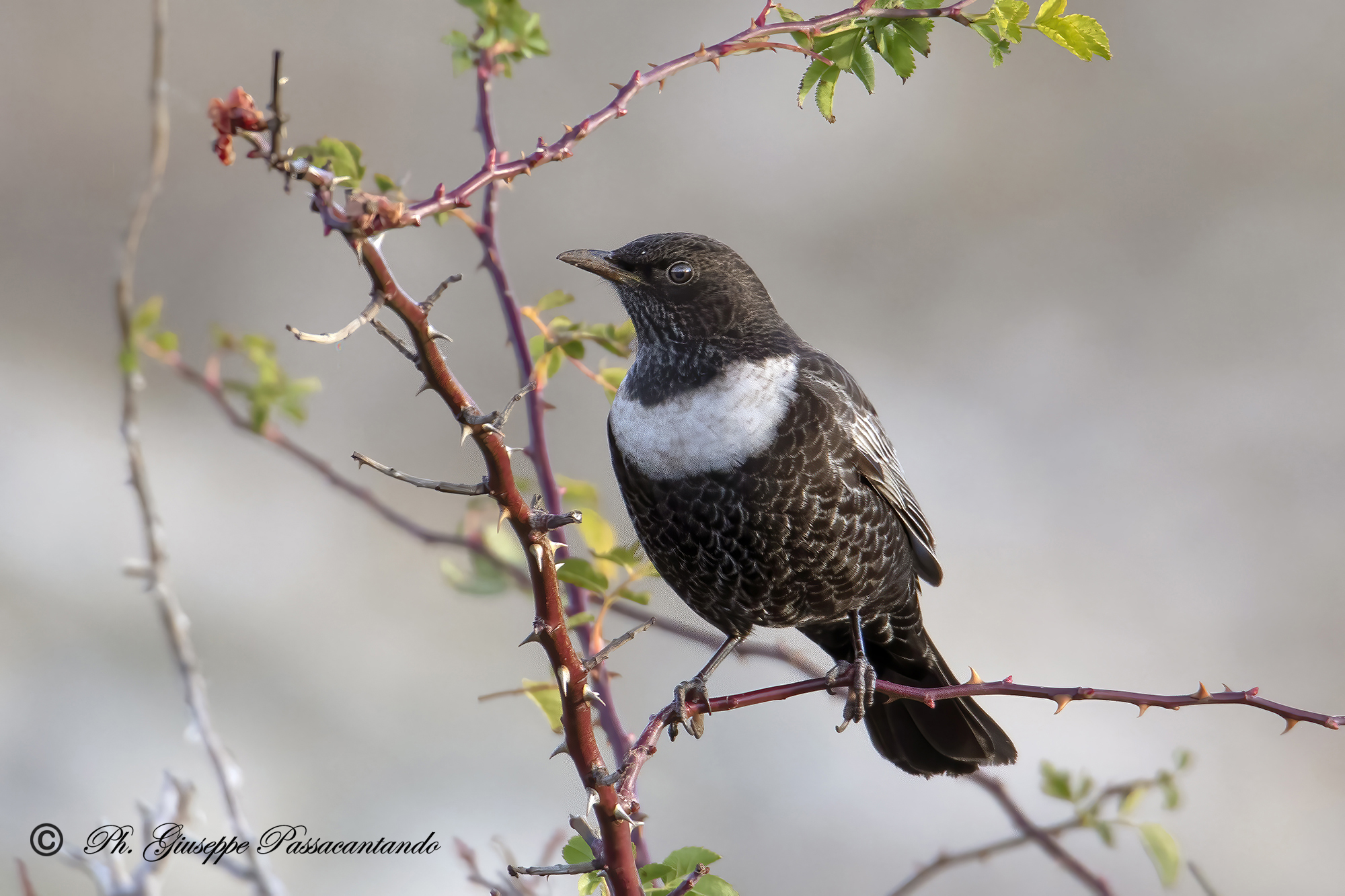 collared blackbird