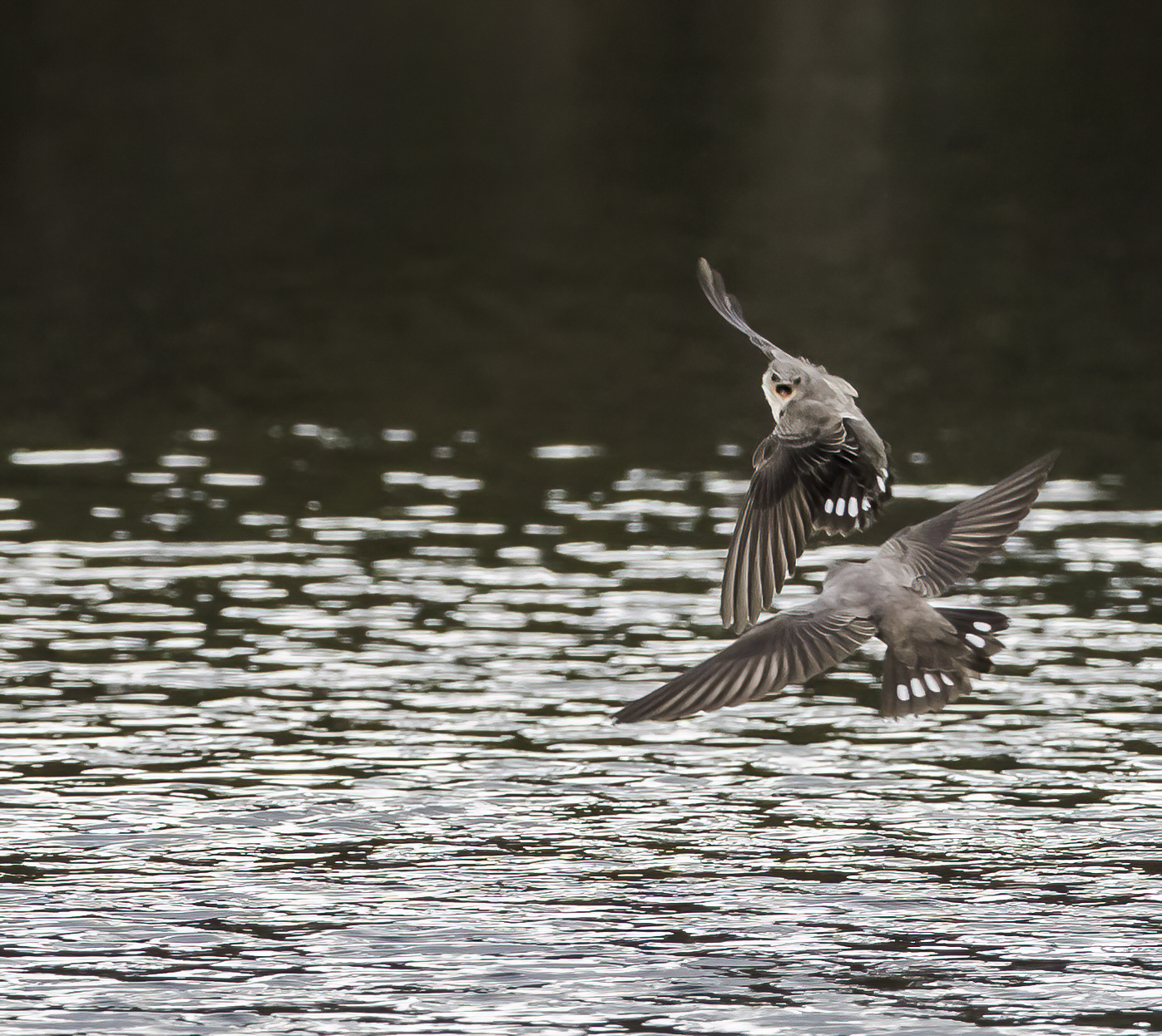 Rondini montane a monte Lerno