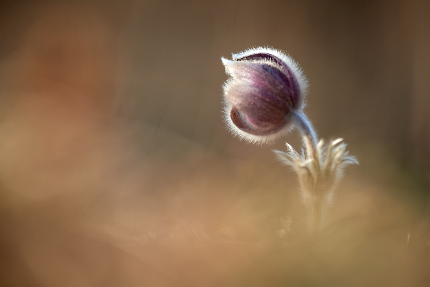 Pulsatilla