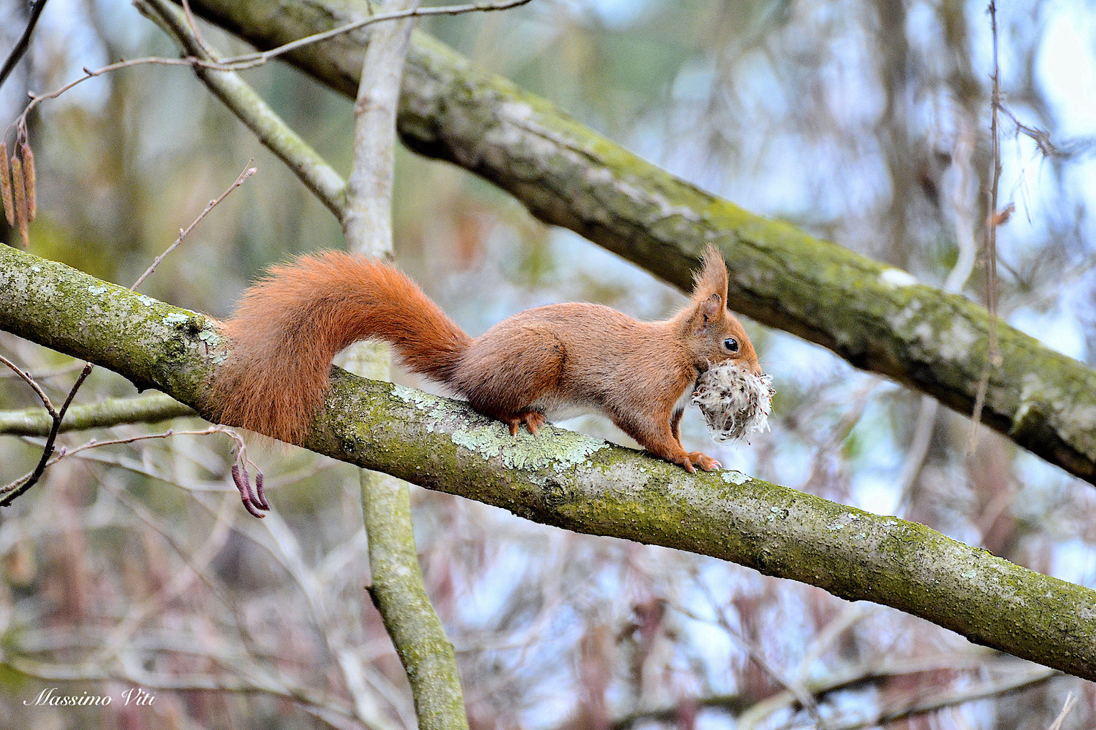 Scoiattolo rosso ( Sciurus vulgaris )... a lavoro !