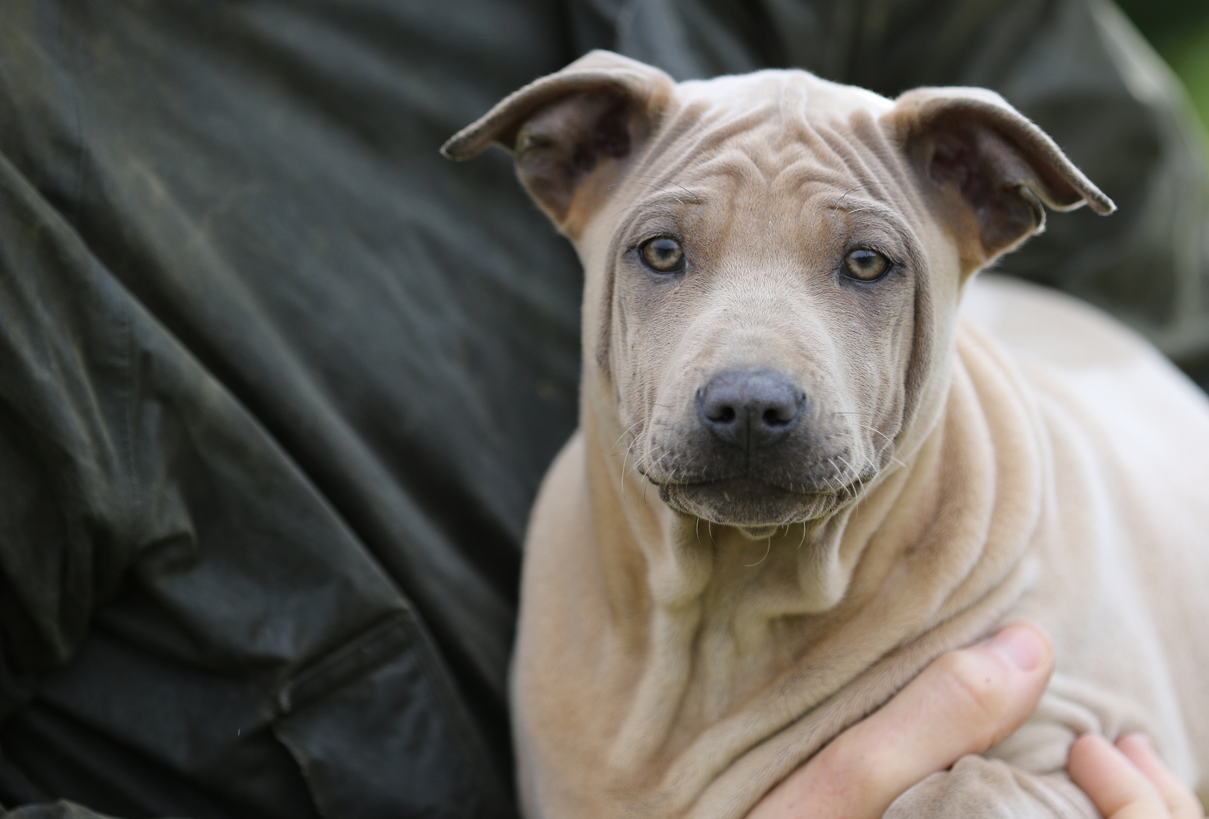 Thai Ridgeback Dog UK