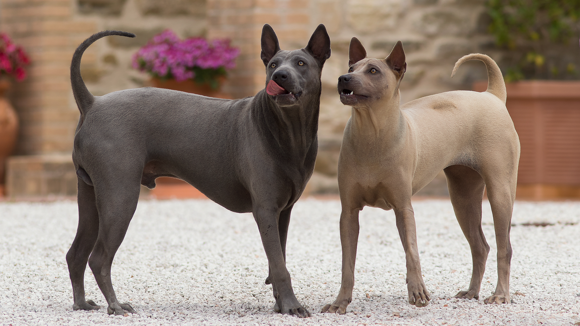 Thai Ridgeback Dog UK