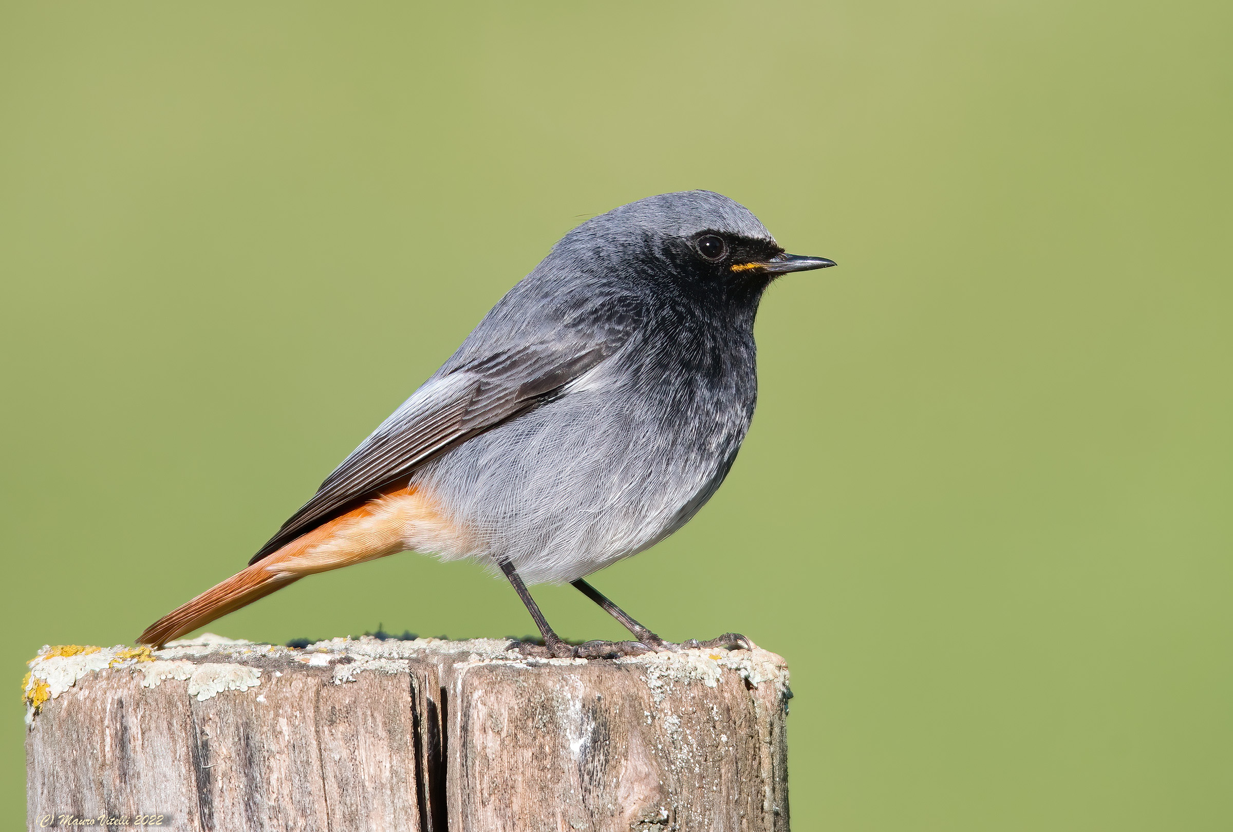 Chimney sweep redstart (Phoenicurus ochruros)