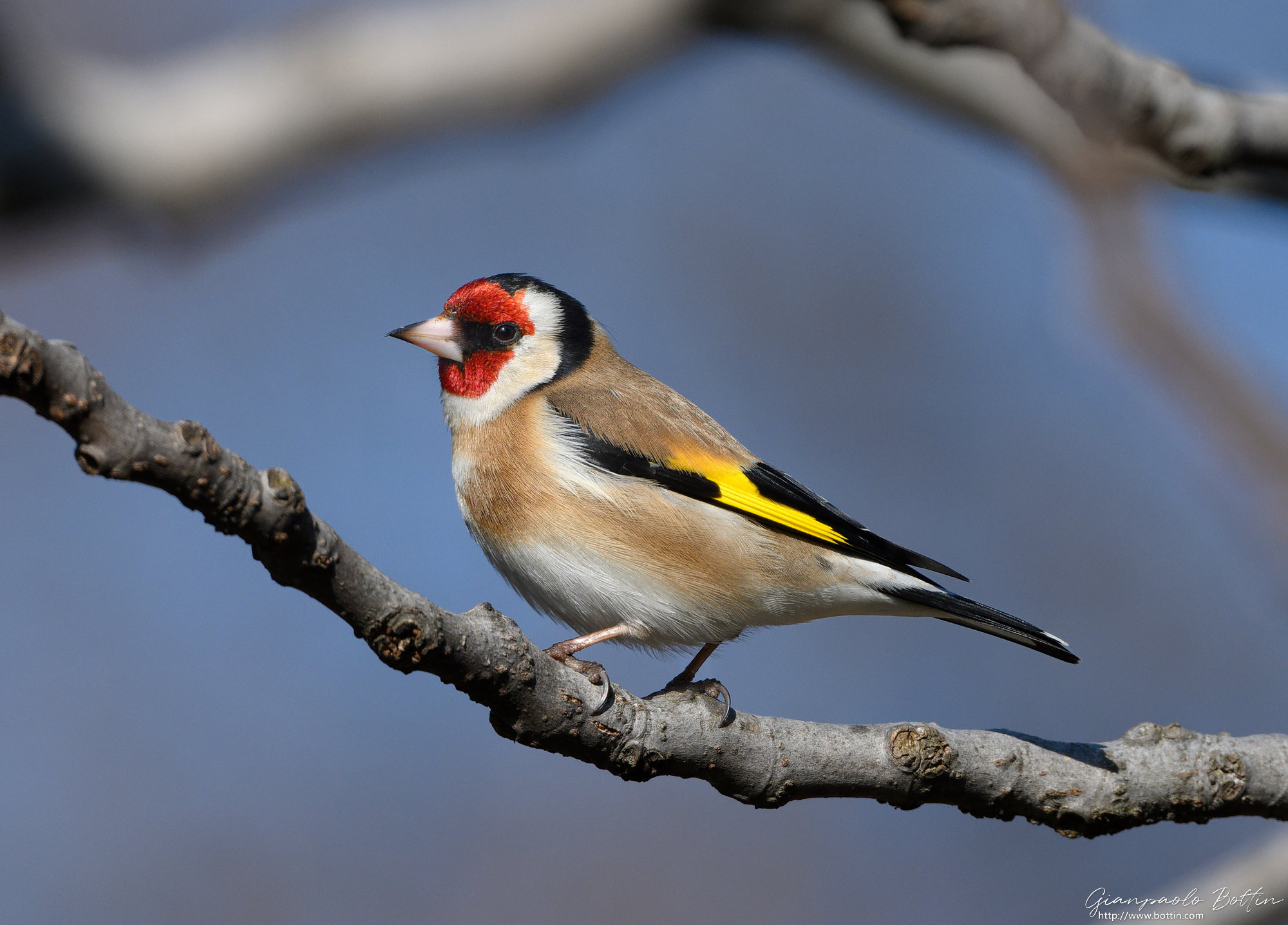 Goldfinch