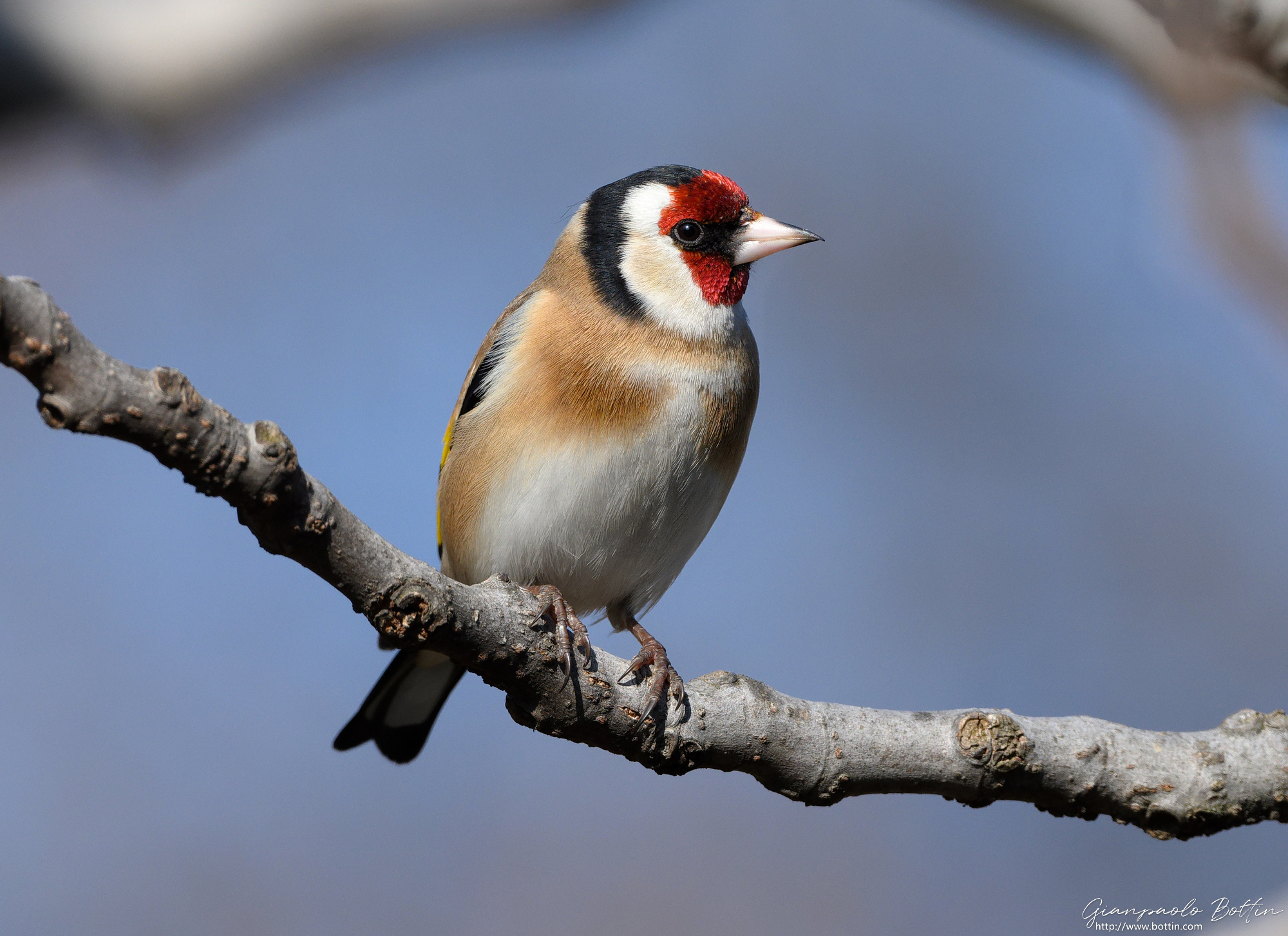 Cardellino